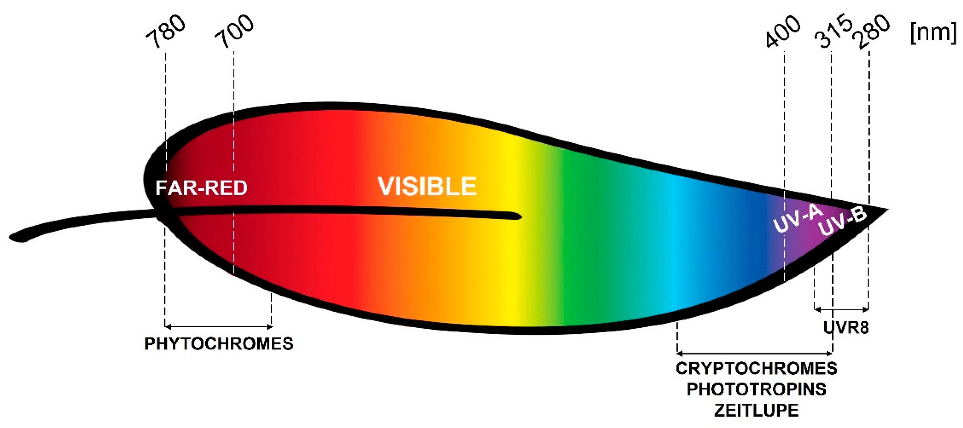 Plants 10 01485 g001