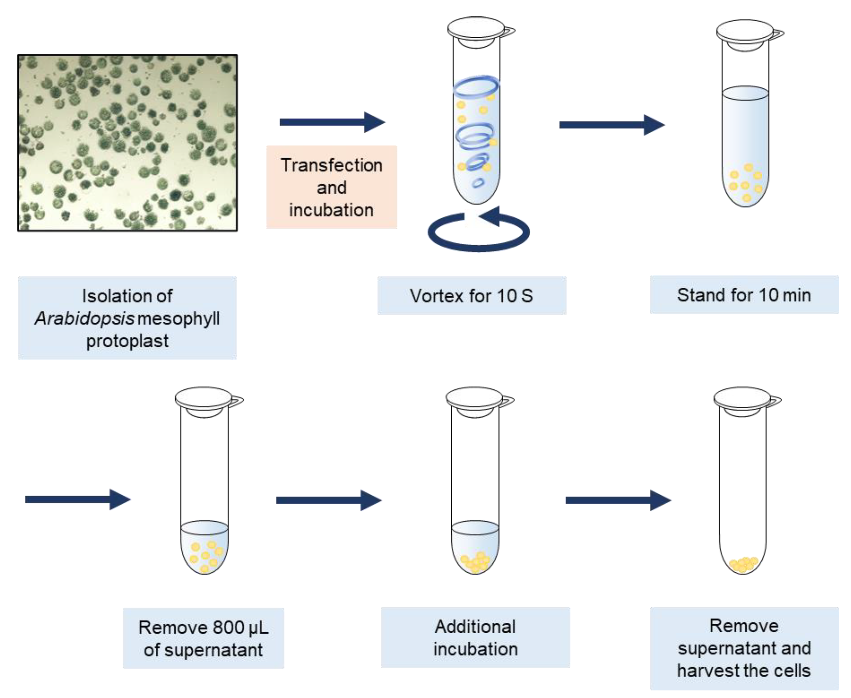 Plants 10 01518 g001