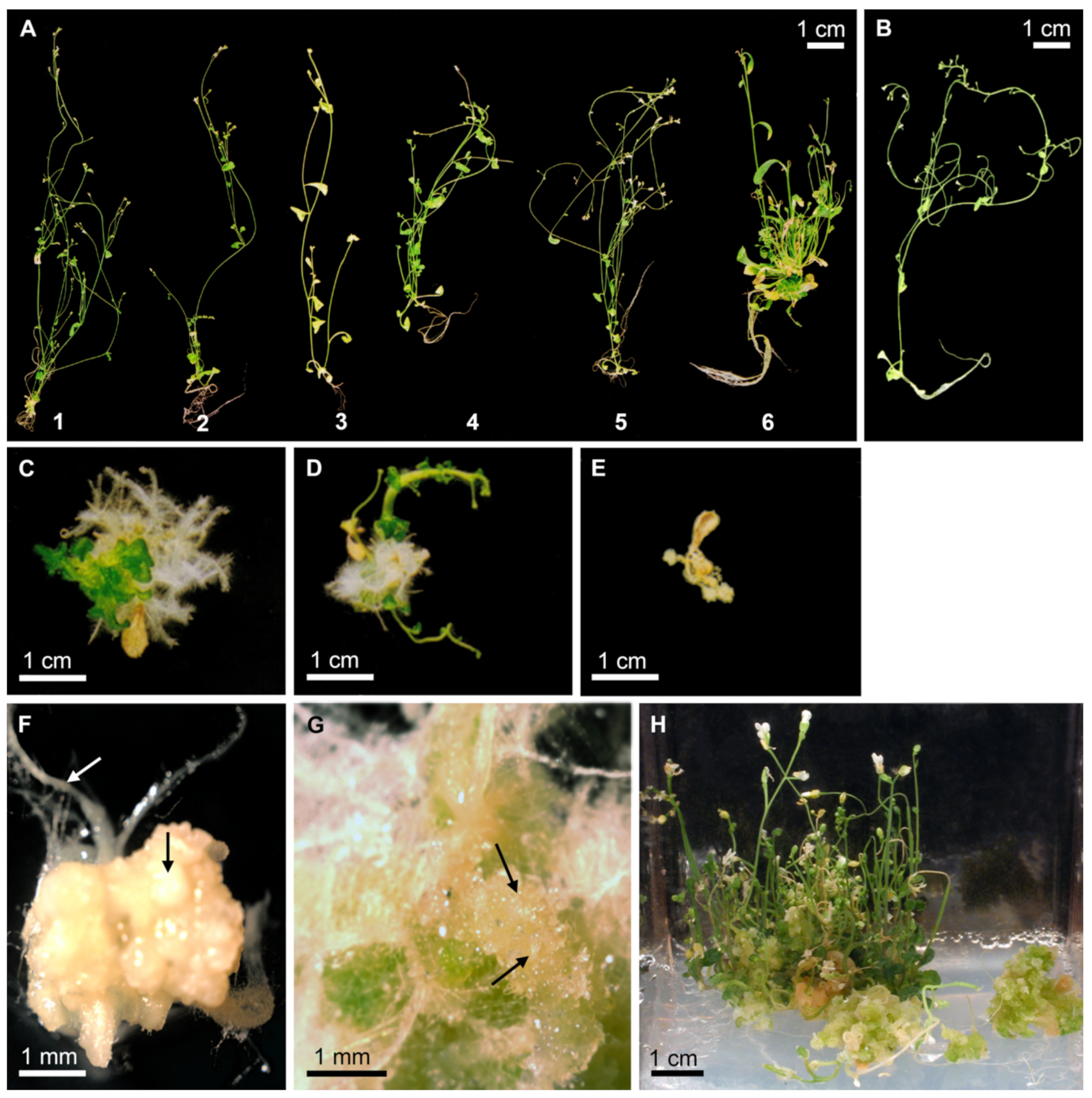 Plants 10 01526 g001