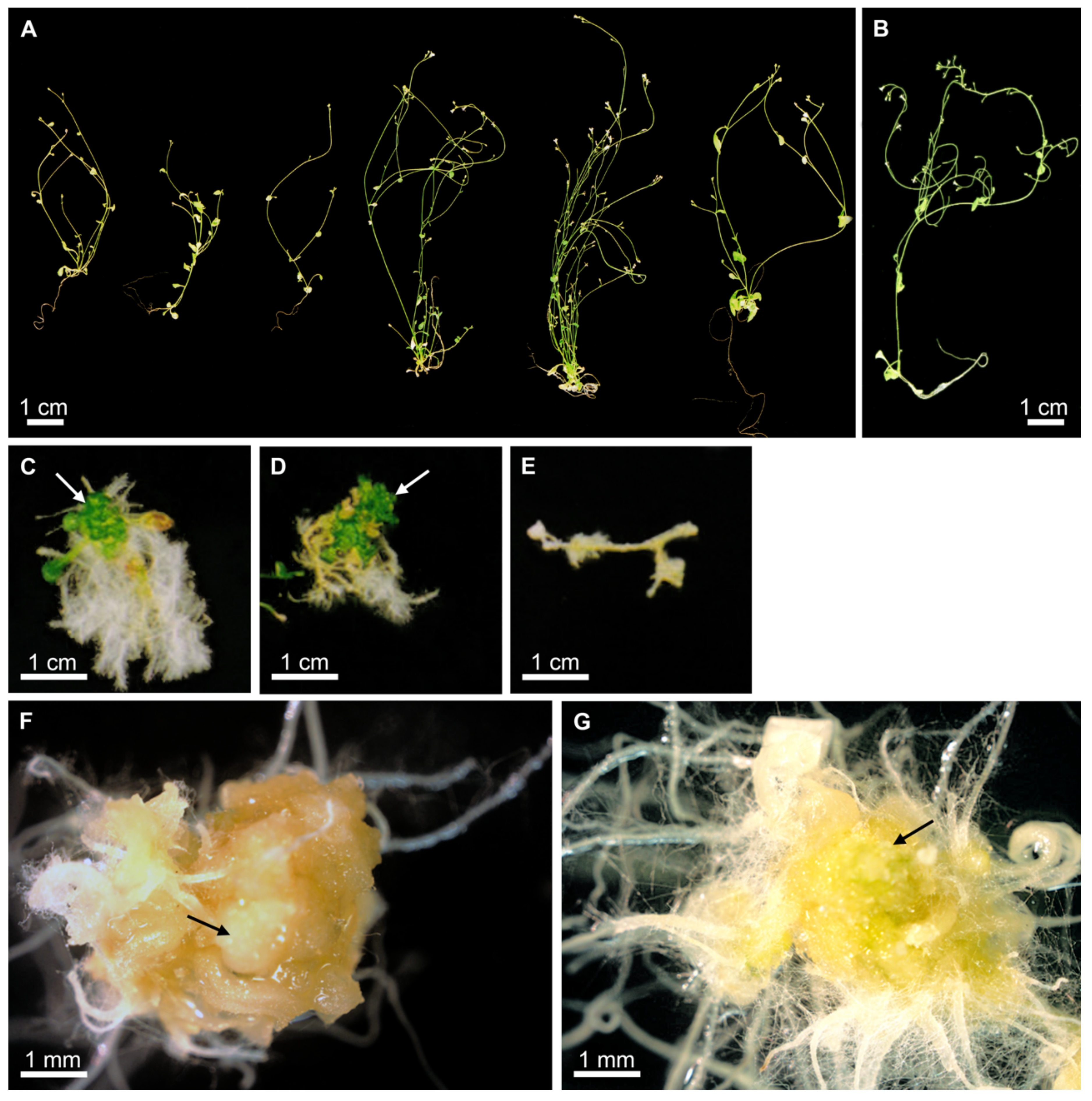 Plants 10 01526 g002