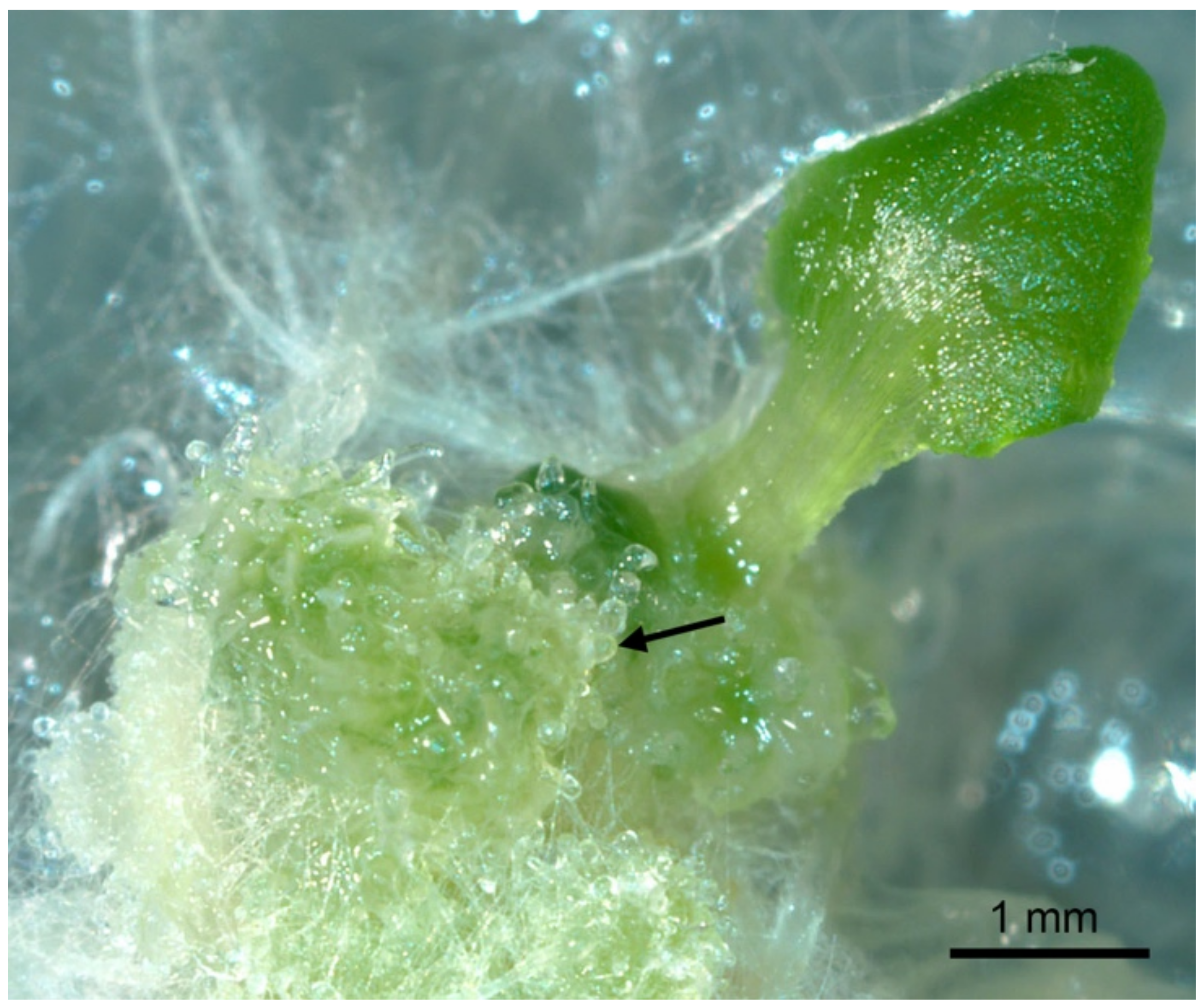 Plants 10 01526 g003