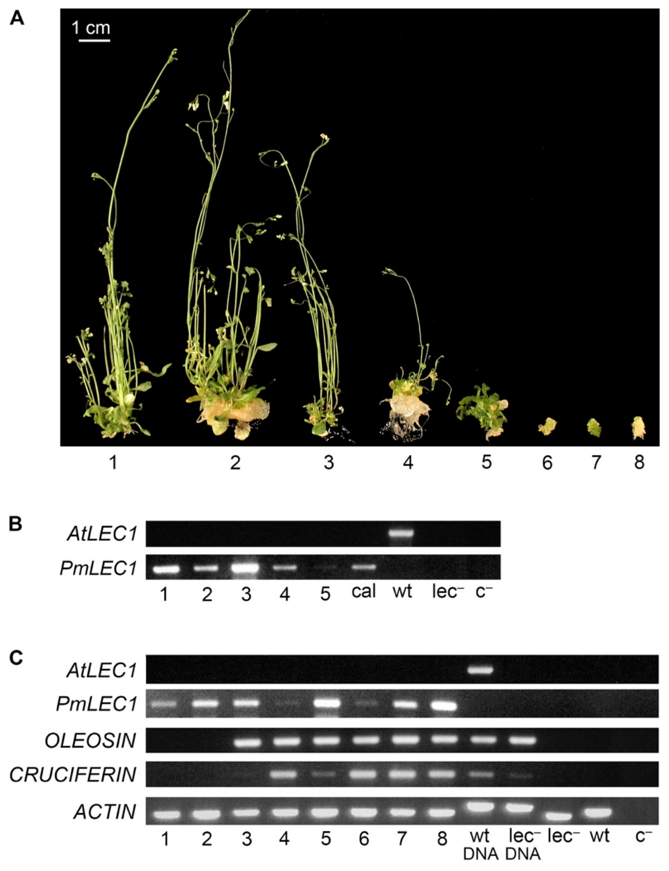 Plants 10 01526 g004
