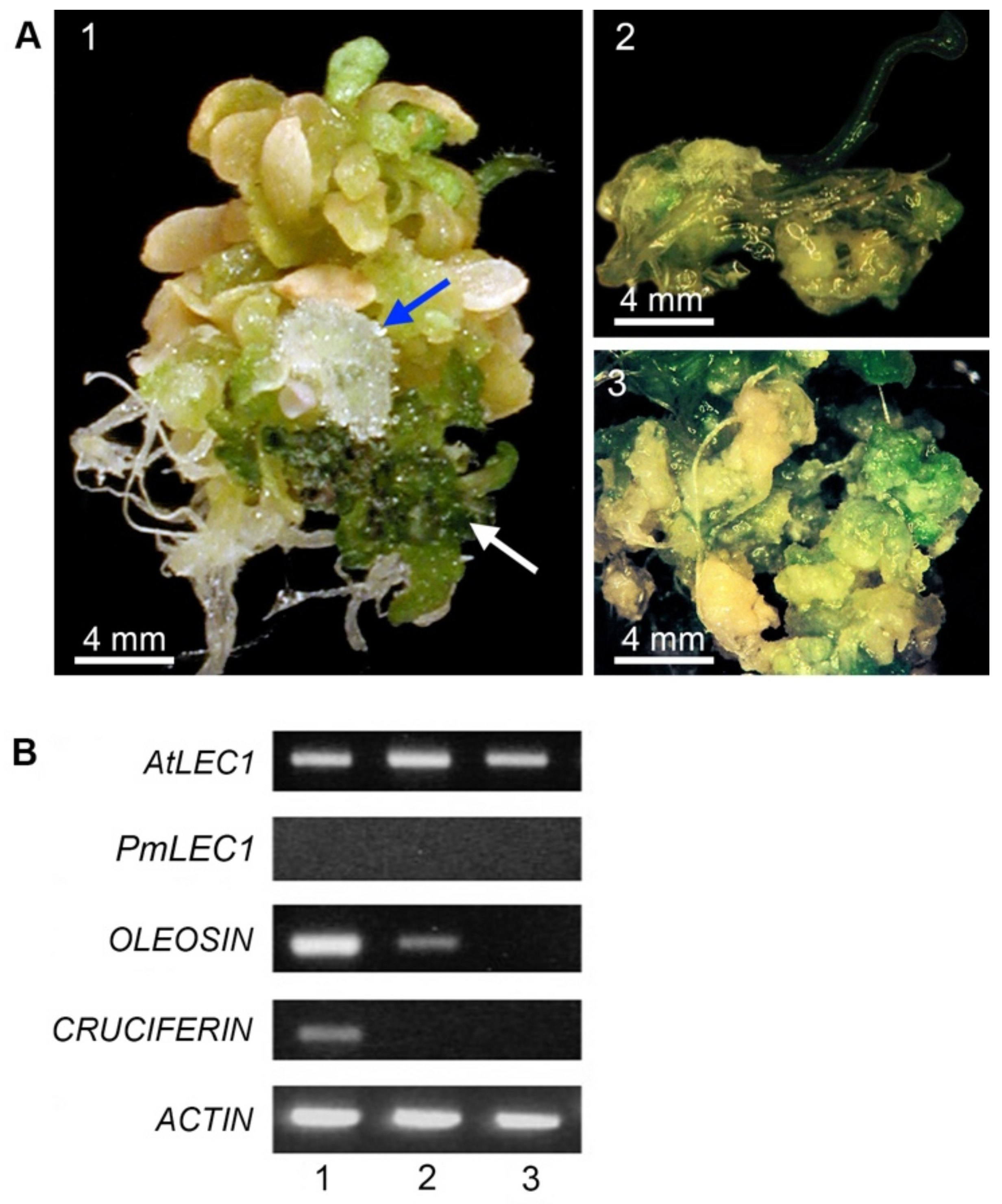 Plants 10 01526 g005