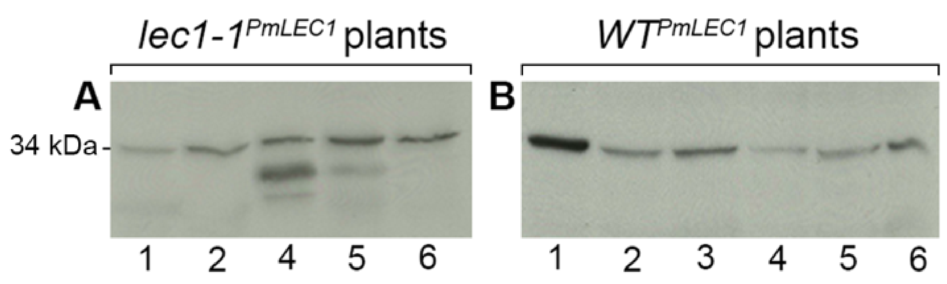 Plants 10 01526 g007