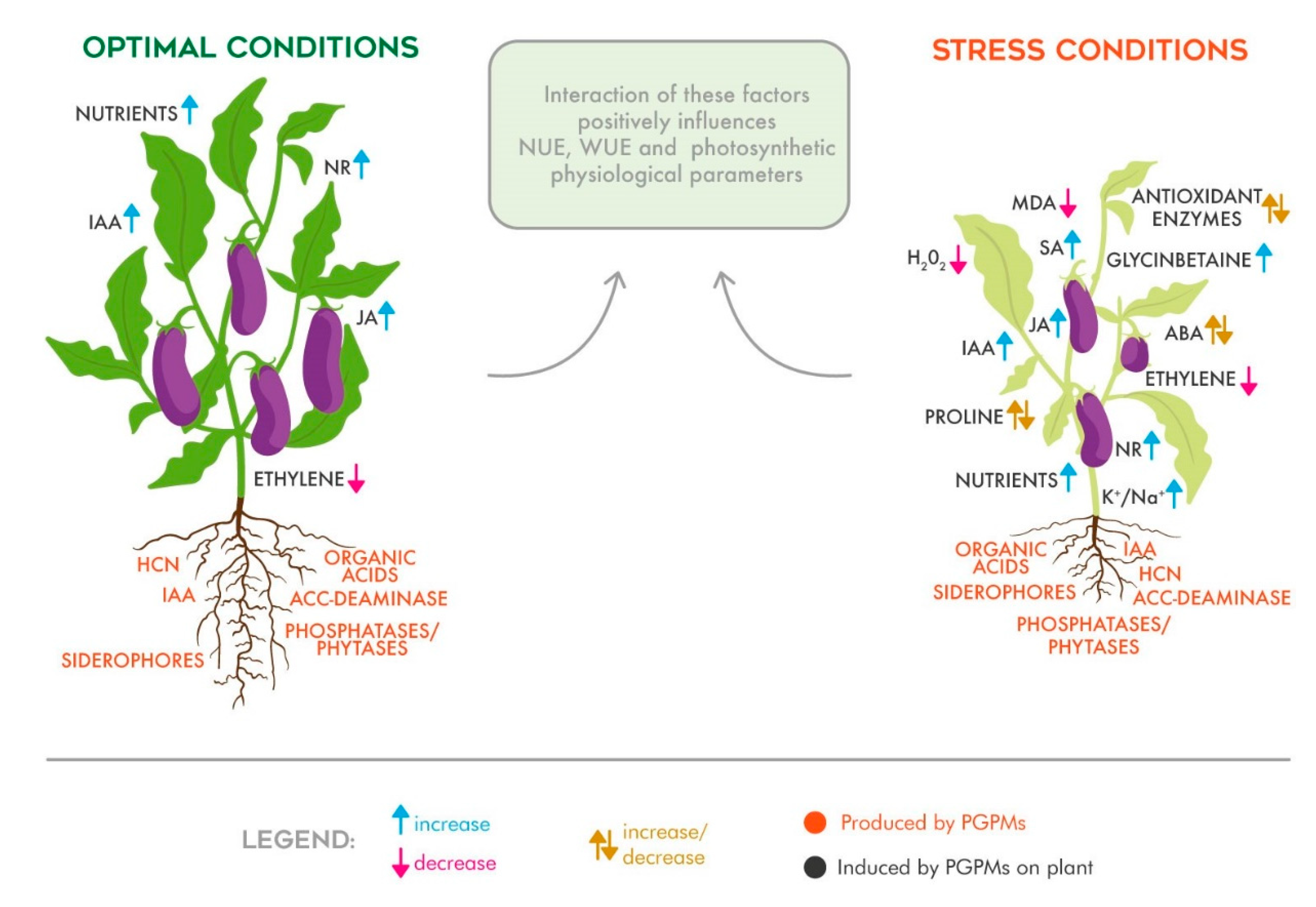Plants 10 01533 g001