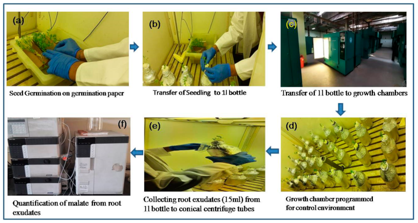 Plants 10 01541 g004