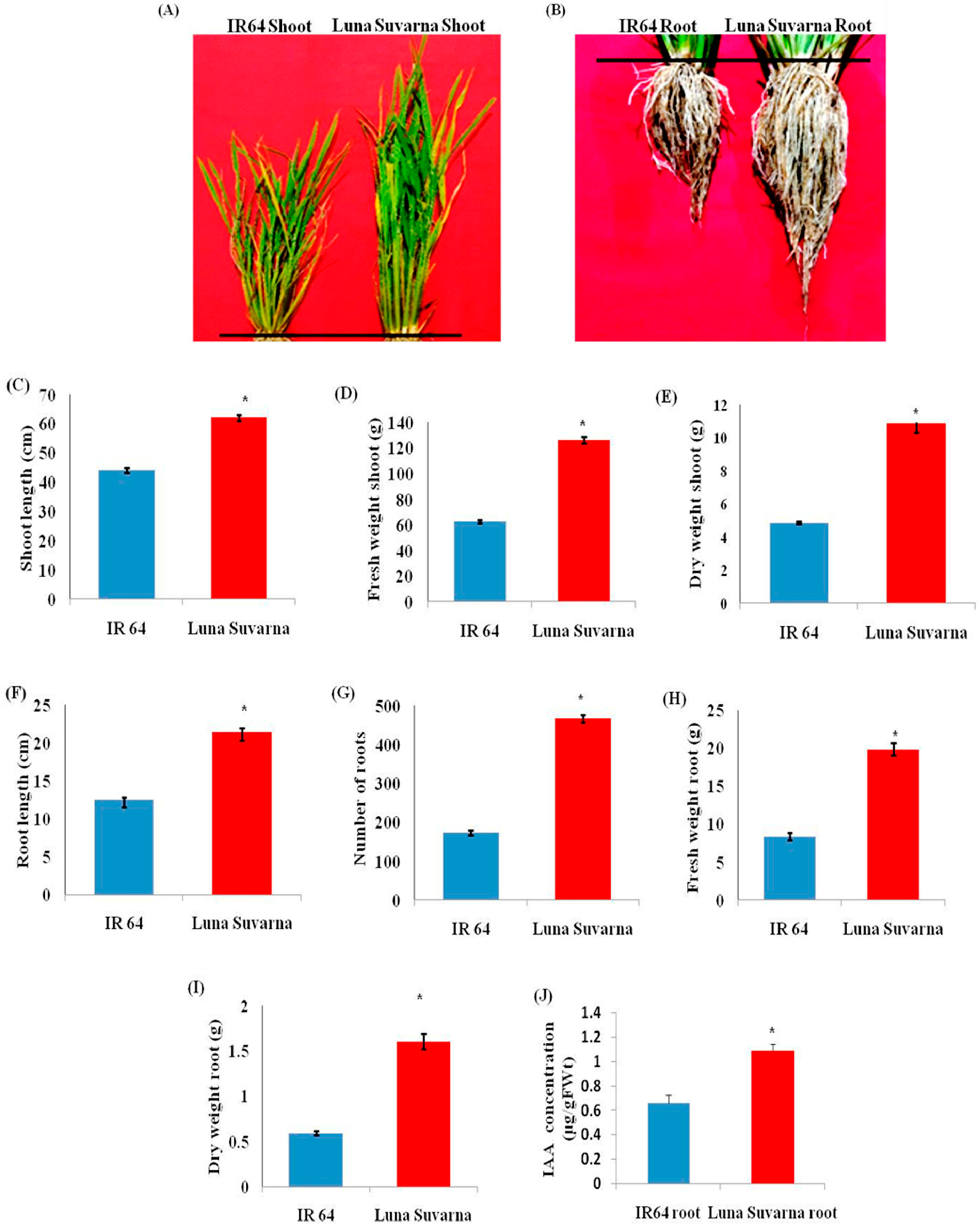 Plants 10 01544 g001