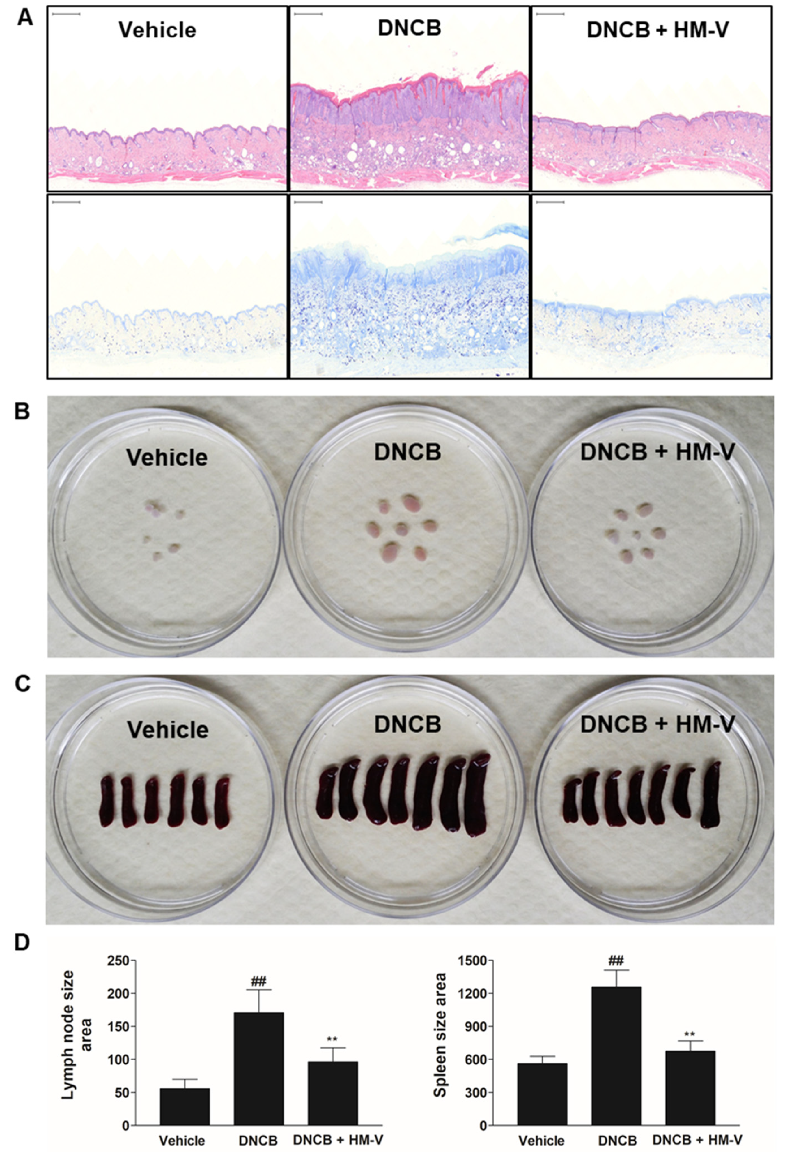 Plants 10 01546 g003