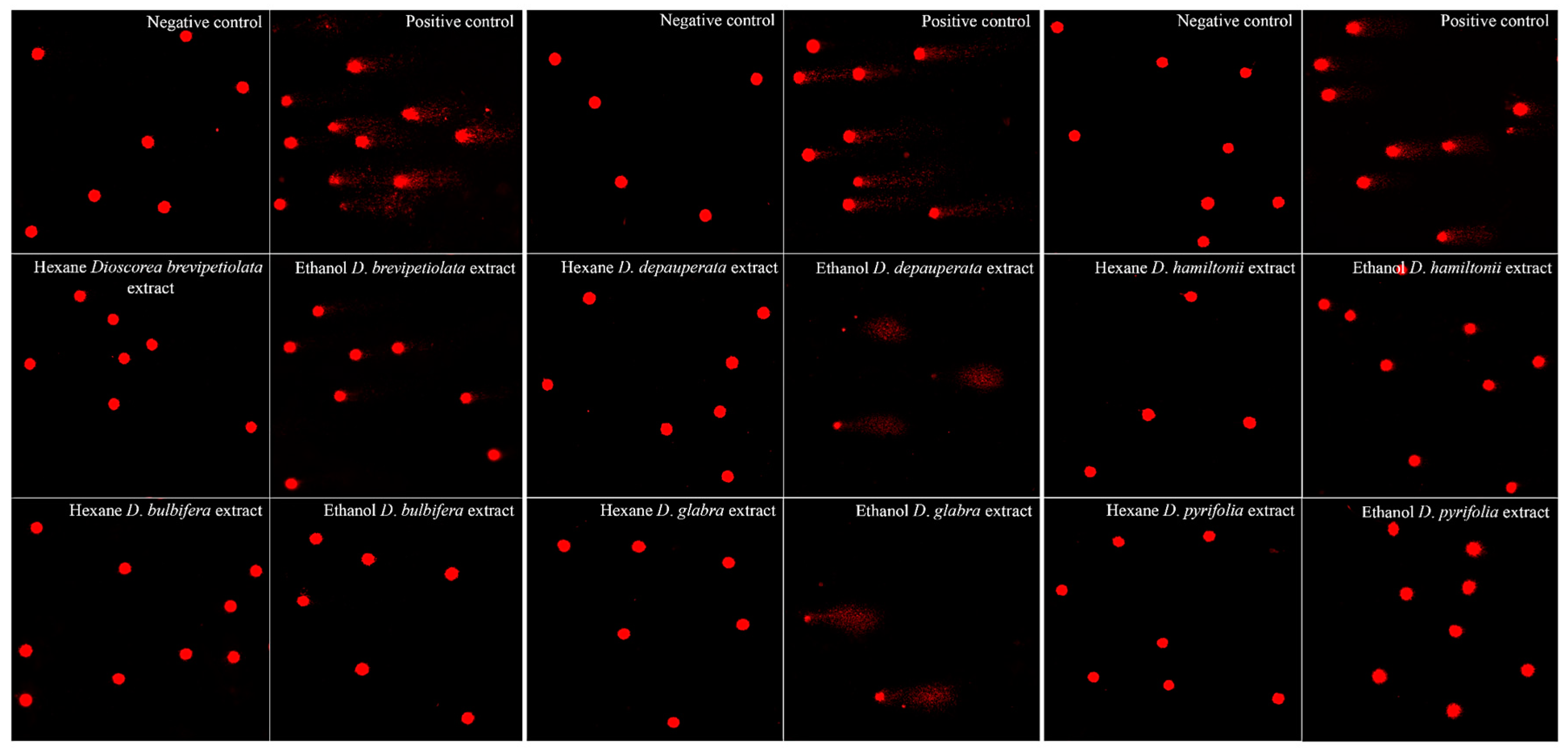 Plants 10 01551 g005