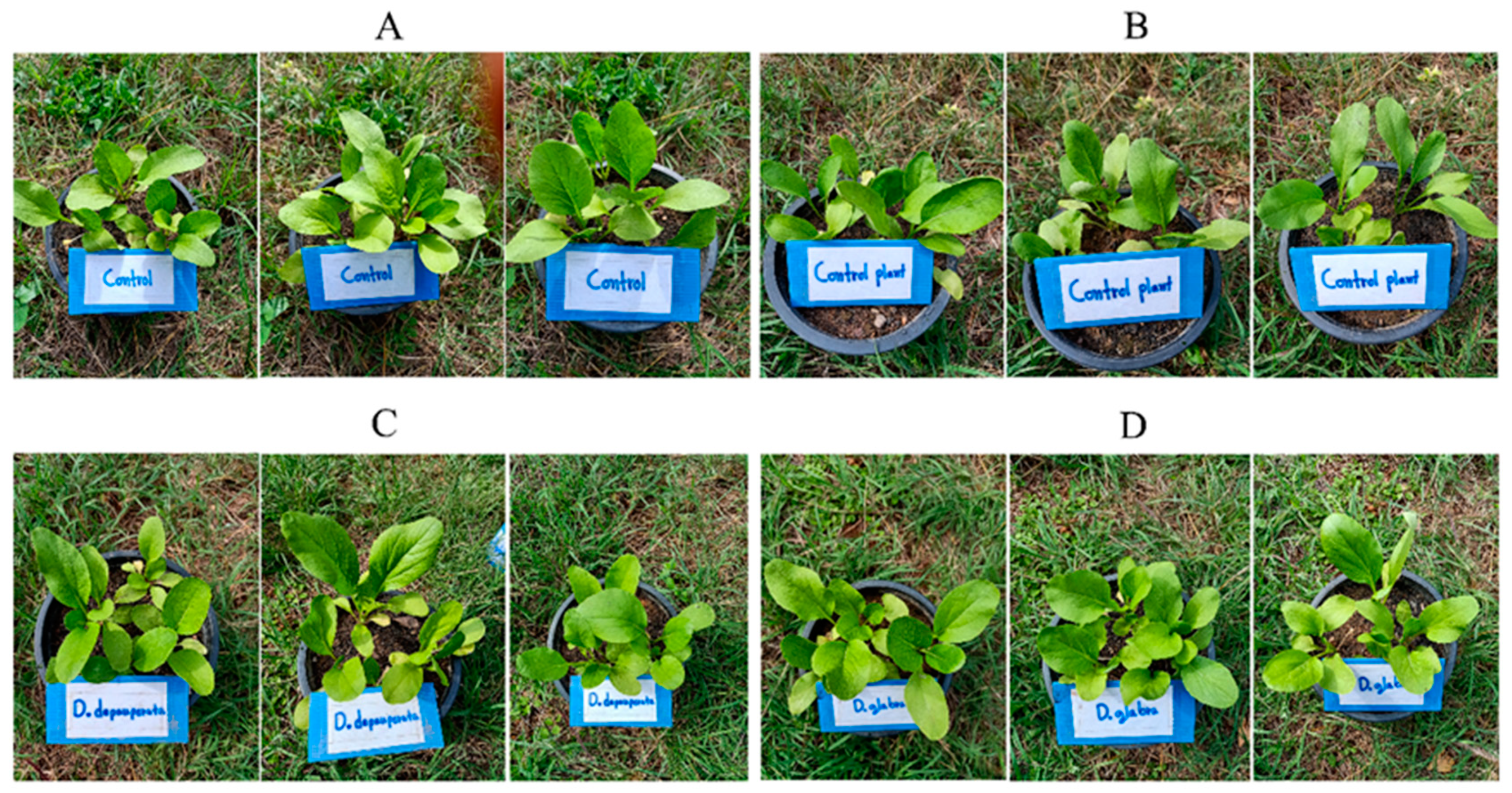 Plants 10 01551 g008