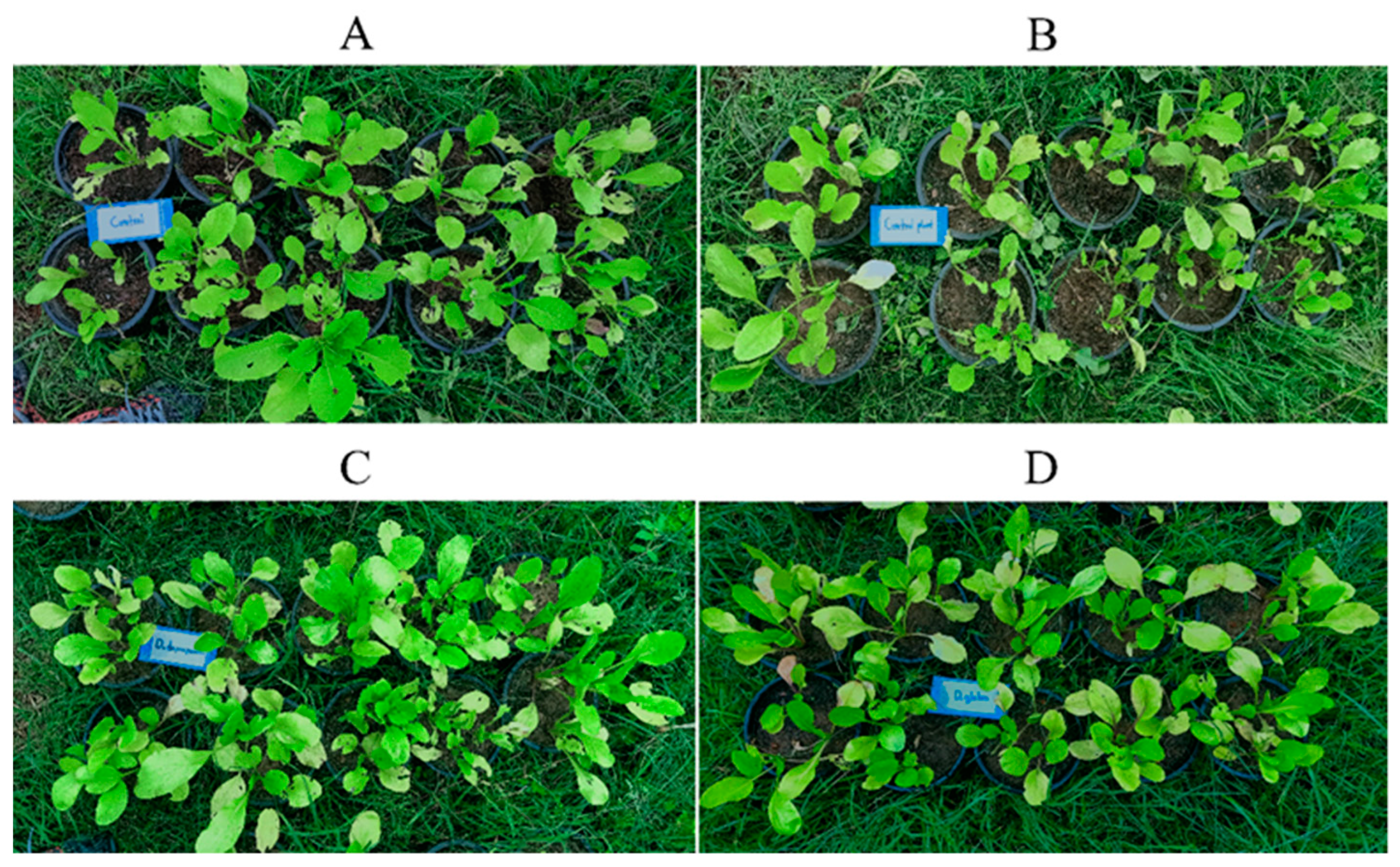 Plants 10 01551 g009