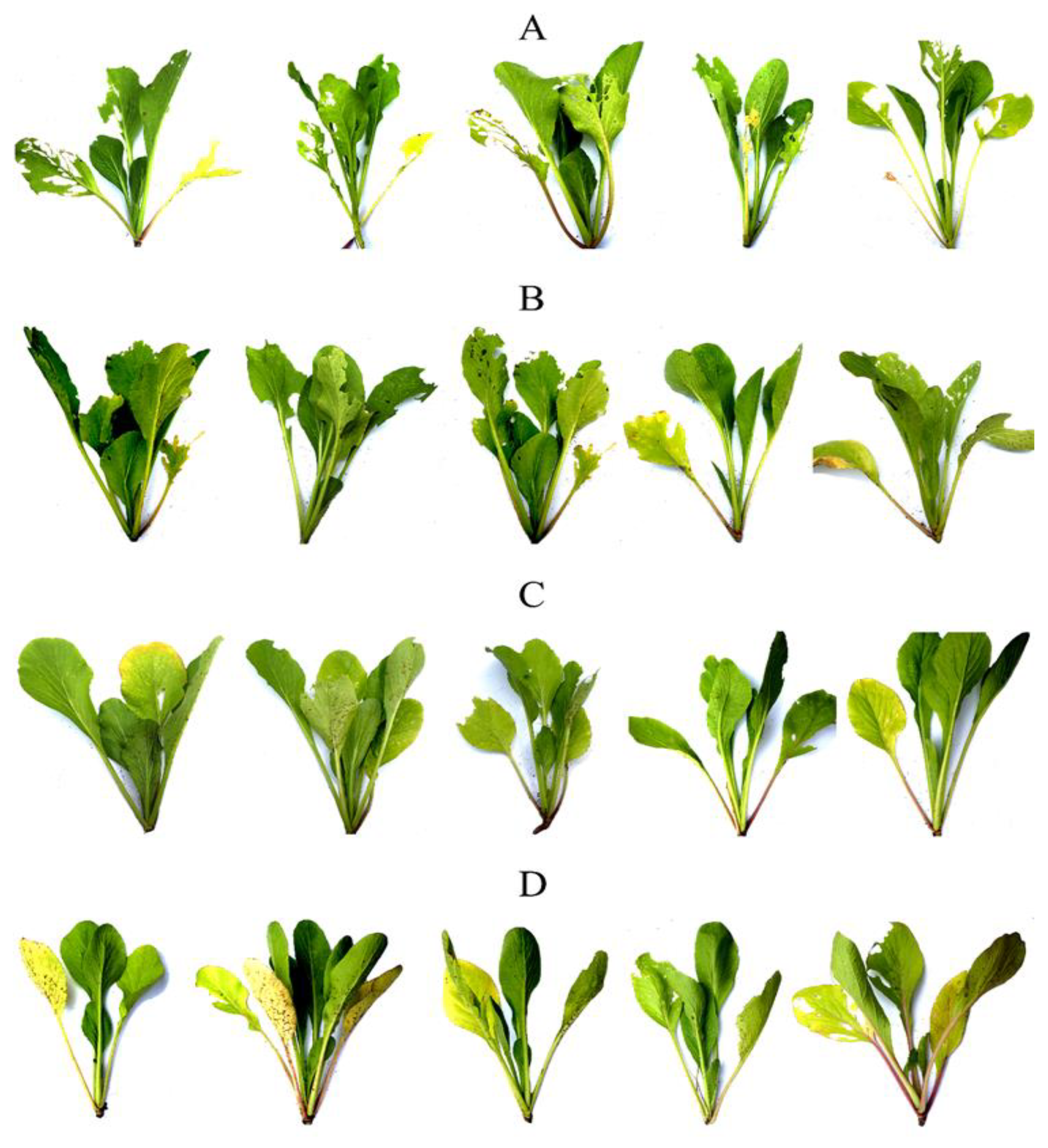 Plants 10 01551 g010