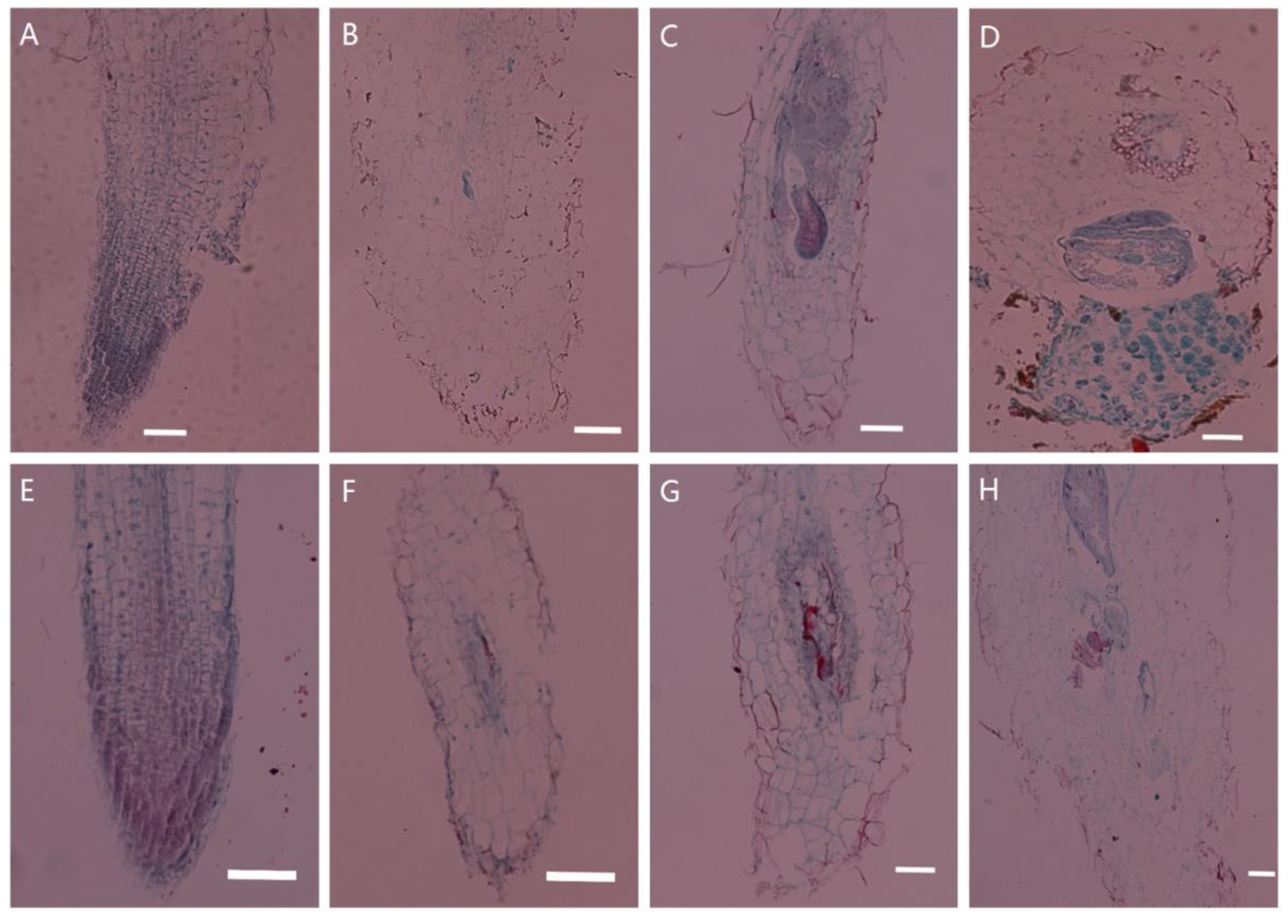 Plants 10 01561 g001