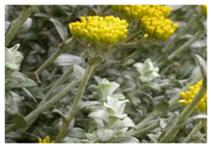 Plants 10 01566 i002 Plants 10 01566 i002