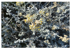 Plants 10 01566 i004 Plants 10 01566 i004