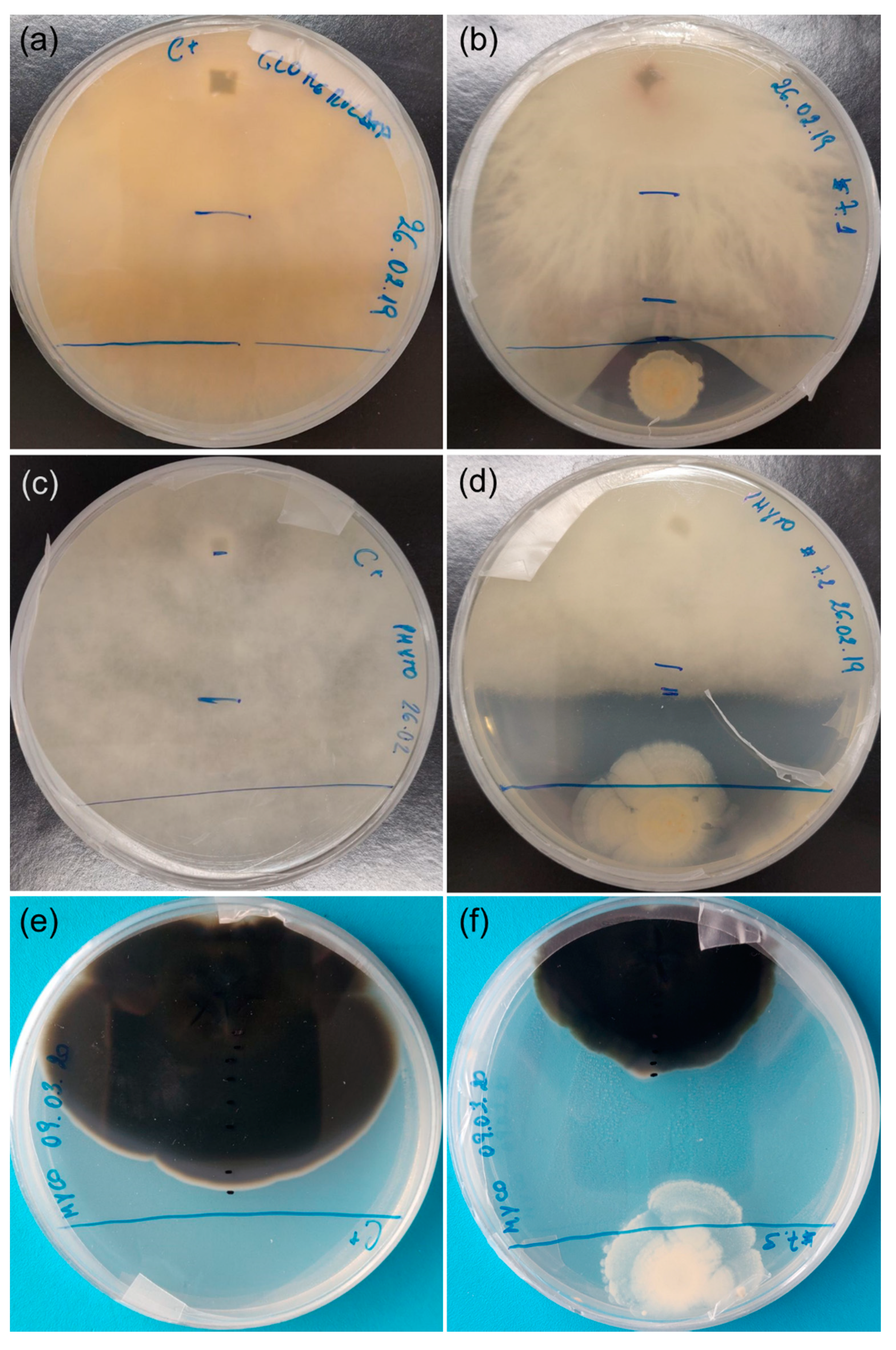 Plants 10 01569 g005