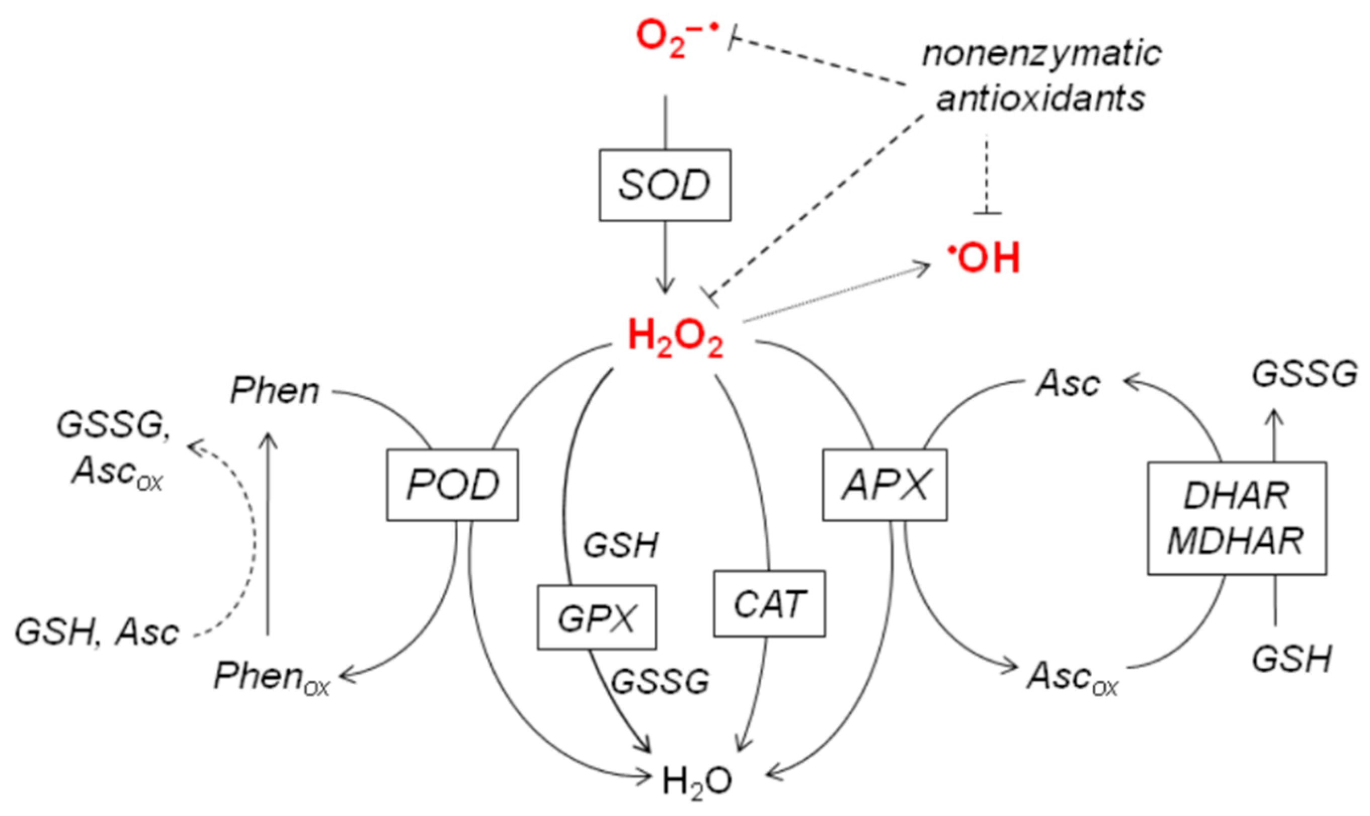 Plants 10 01570 g001