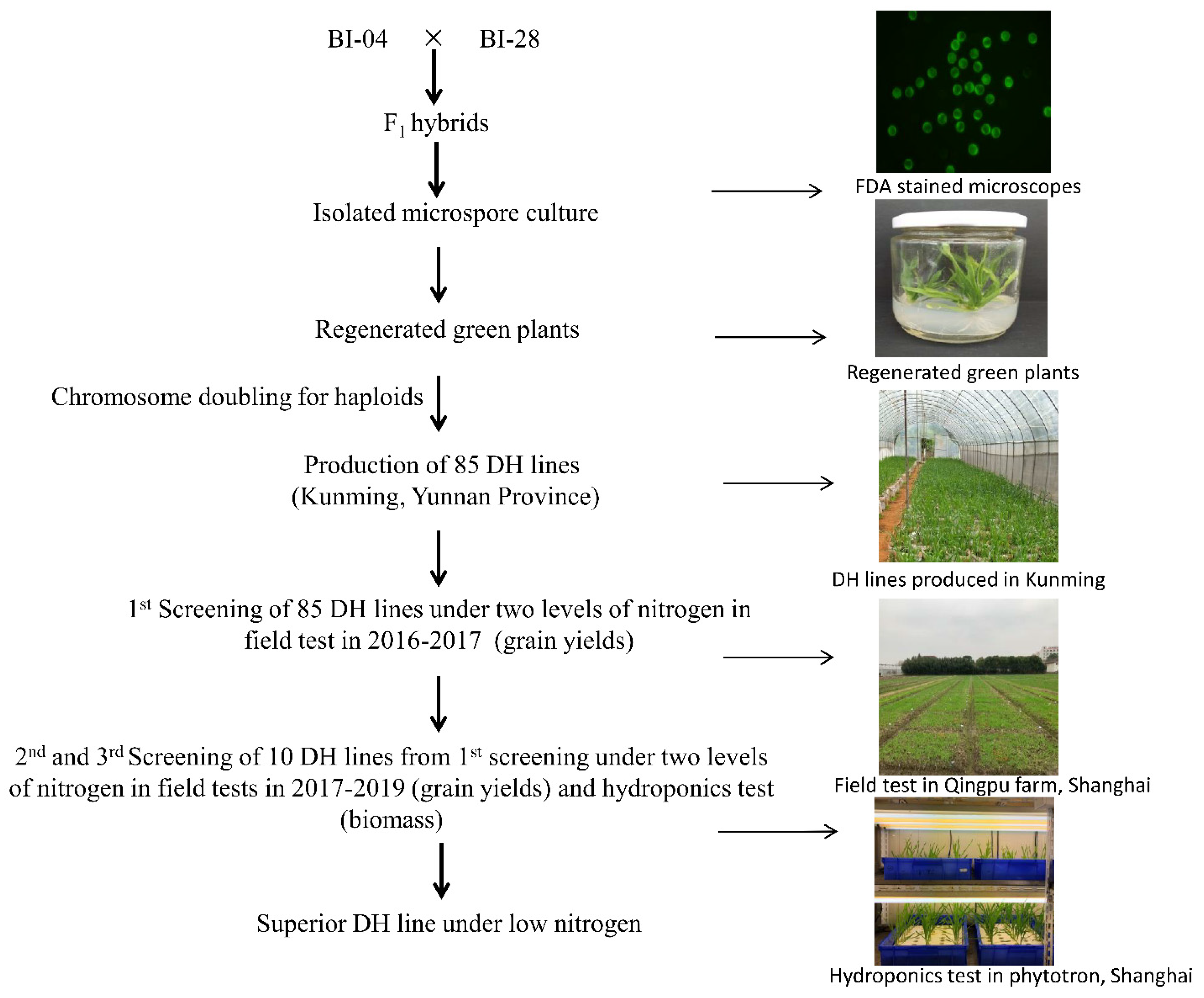 Plants 10 01588 g001