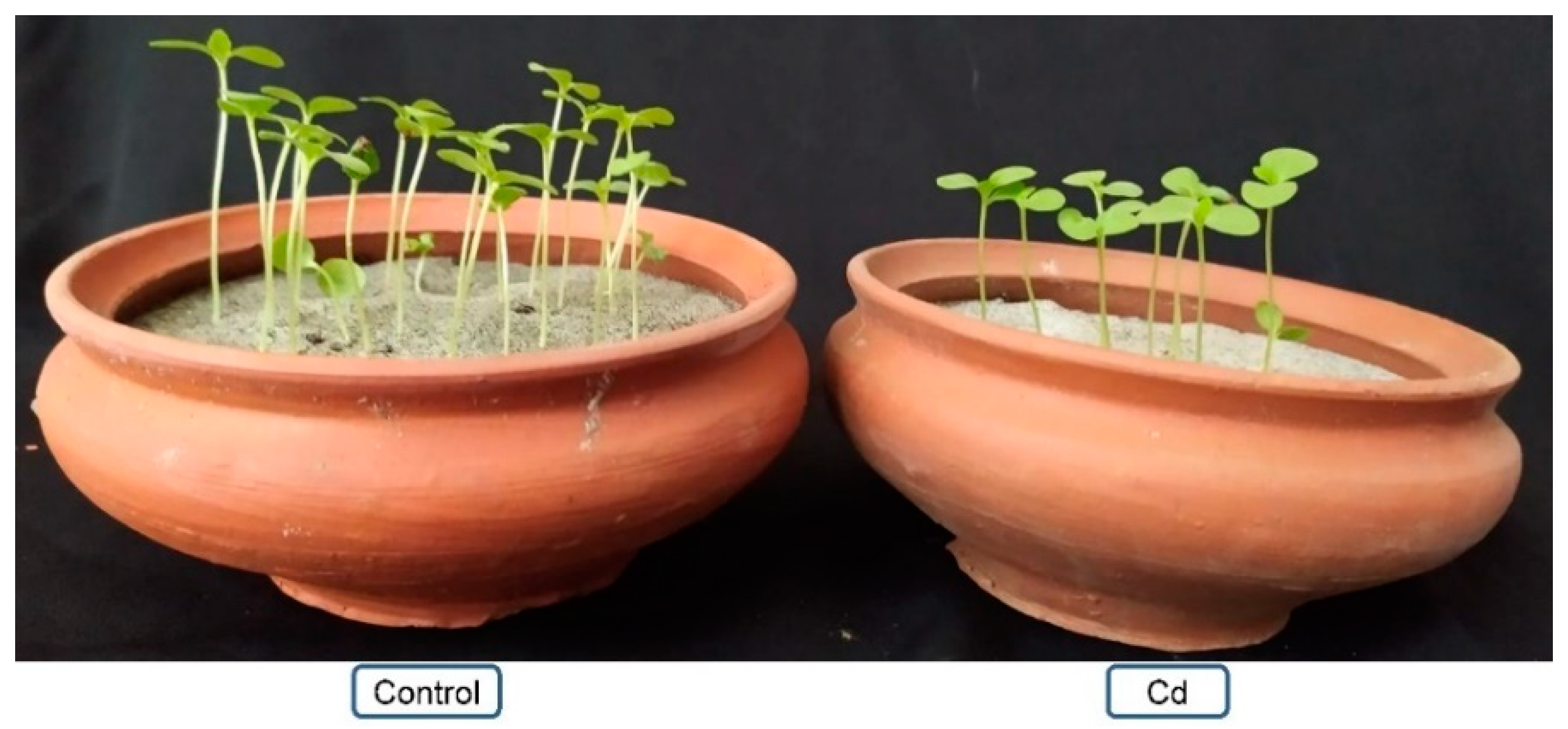 Plants 10 01595 g002