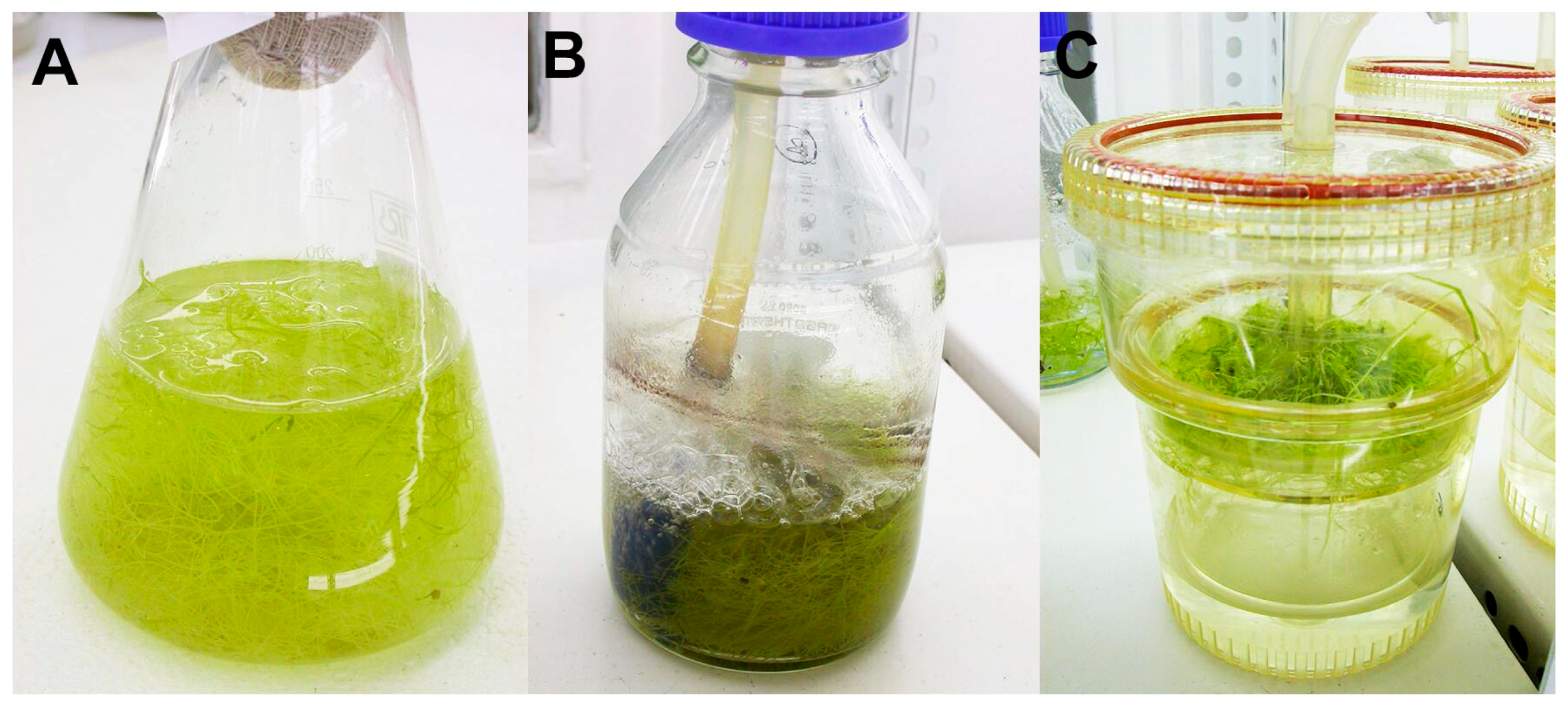 Plants 10 01610 g001