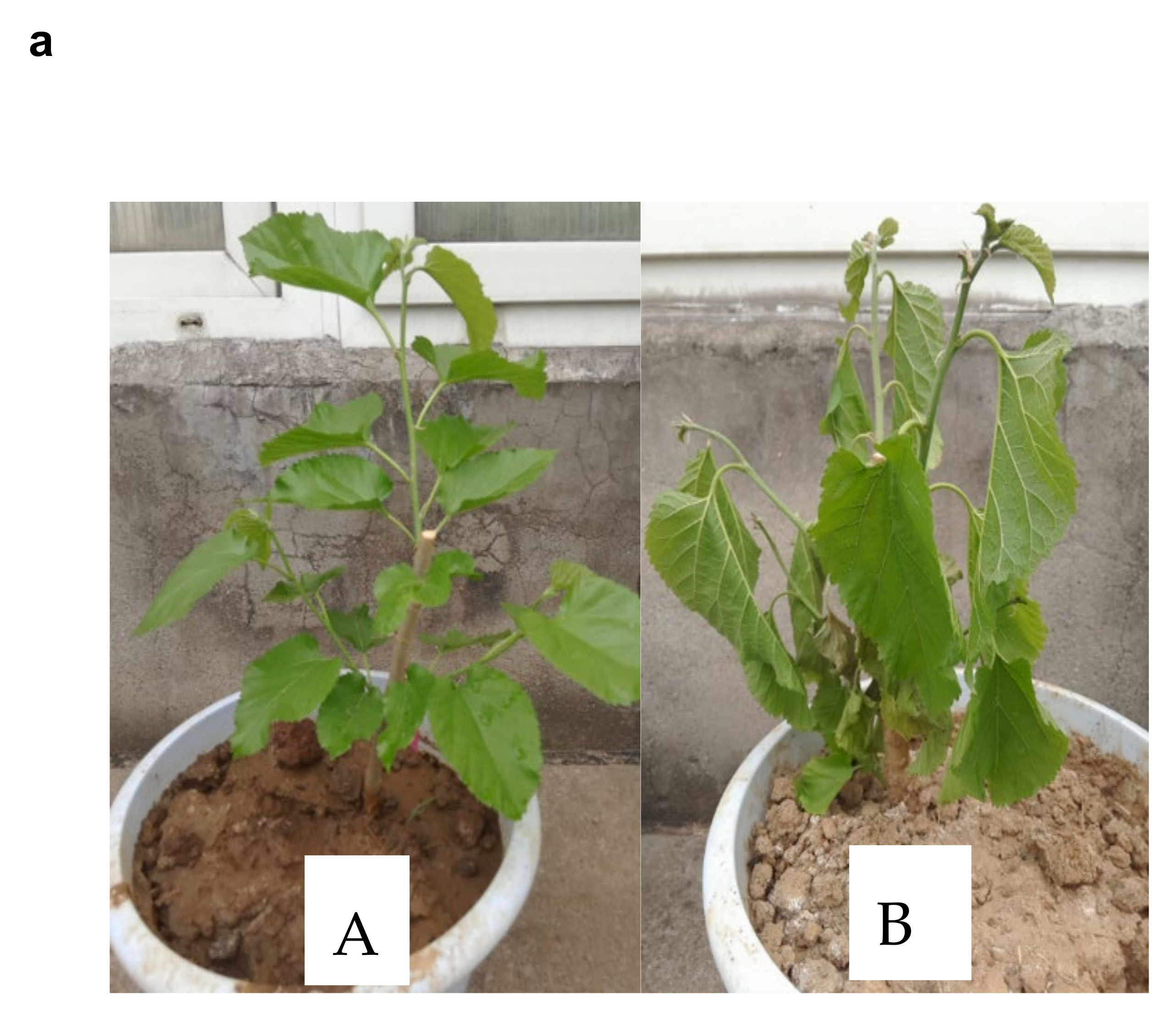 Plants 10 01636 g001a