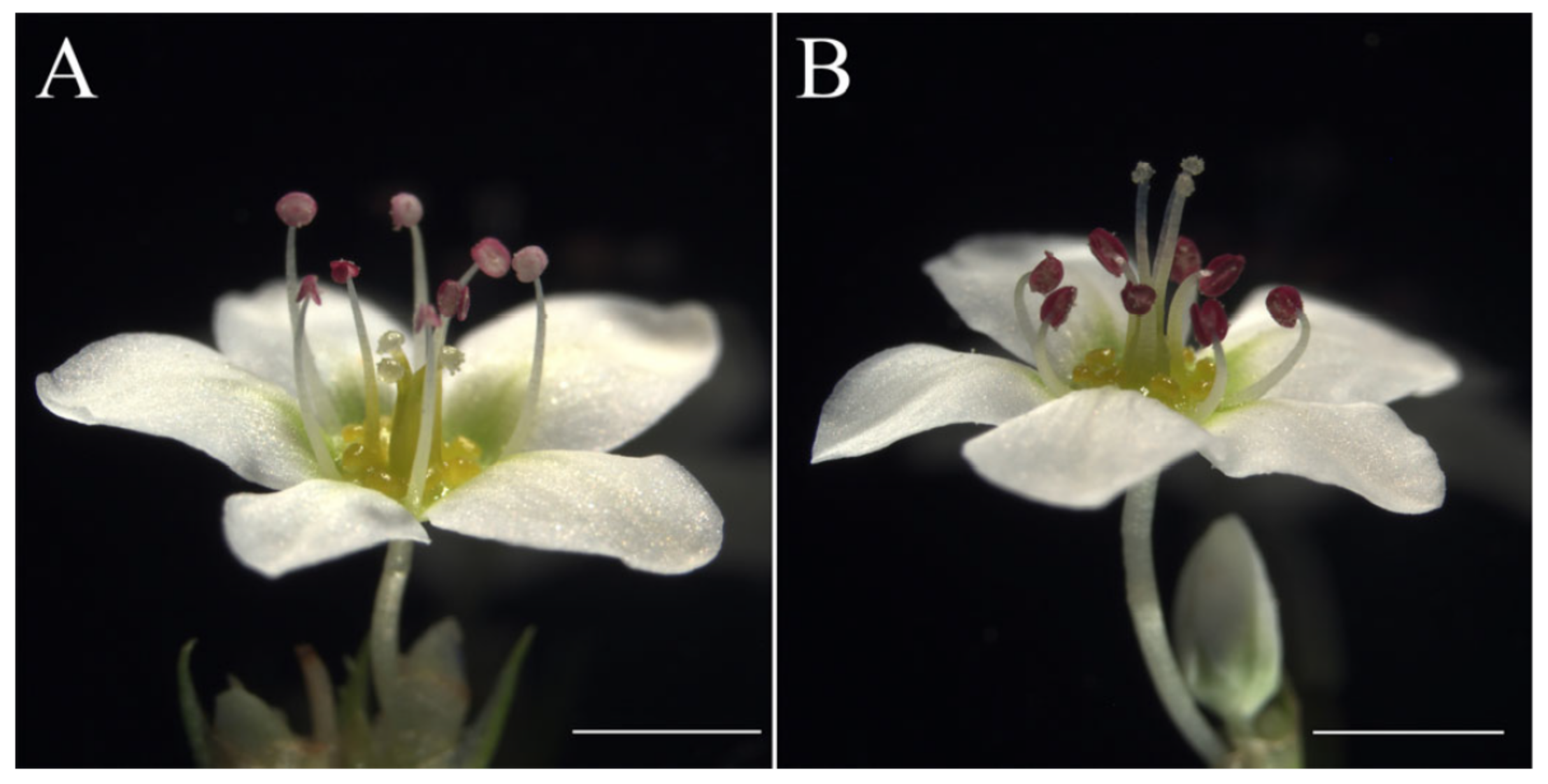 Plants 10 01644 g001