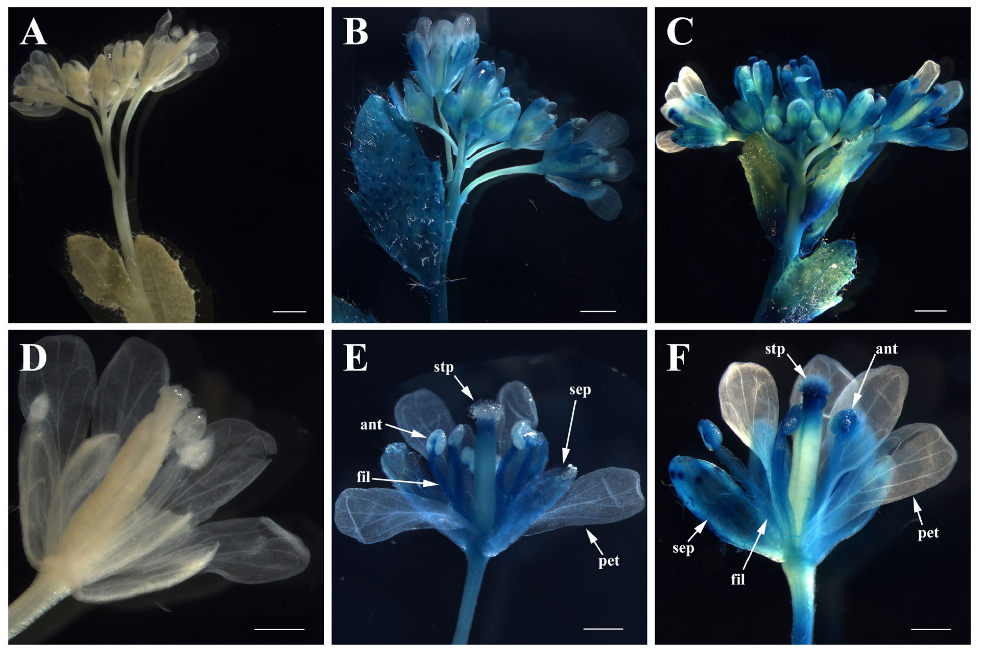 Plants 10 01644 g007