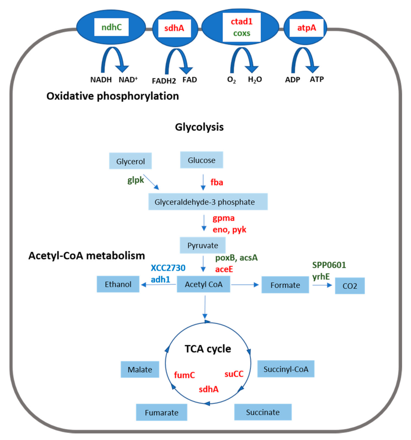 Plants 10 01656 g007