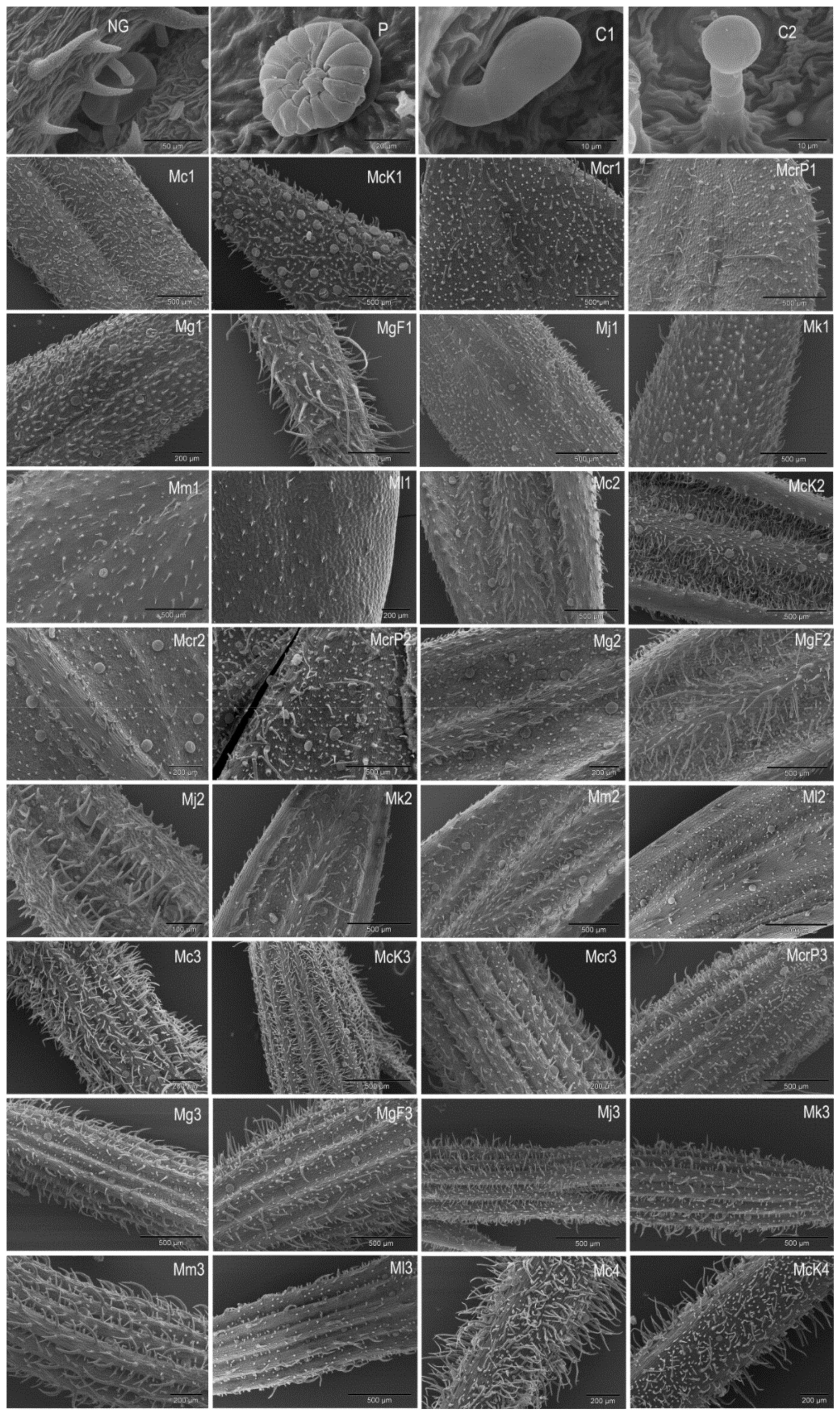 Plants 10 01666 g001a Plants 10 01666 g001a