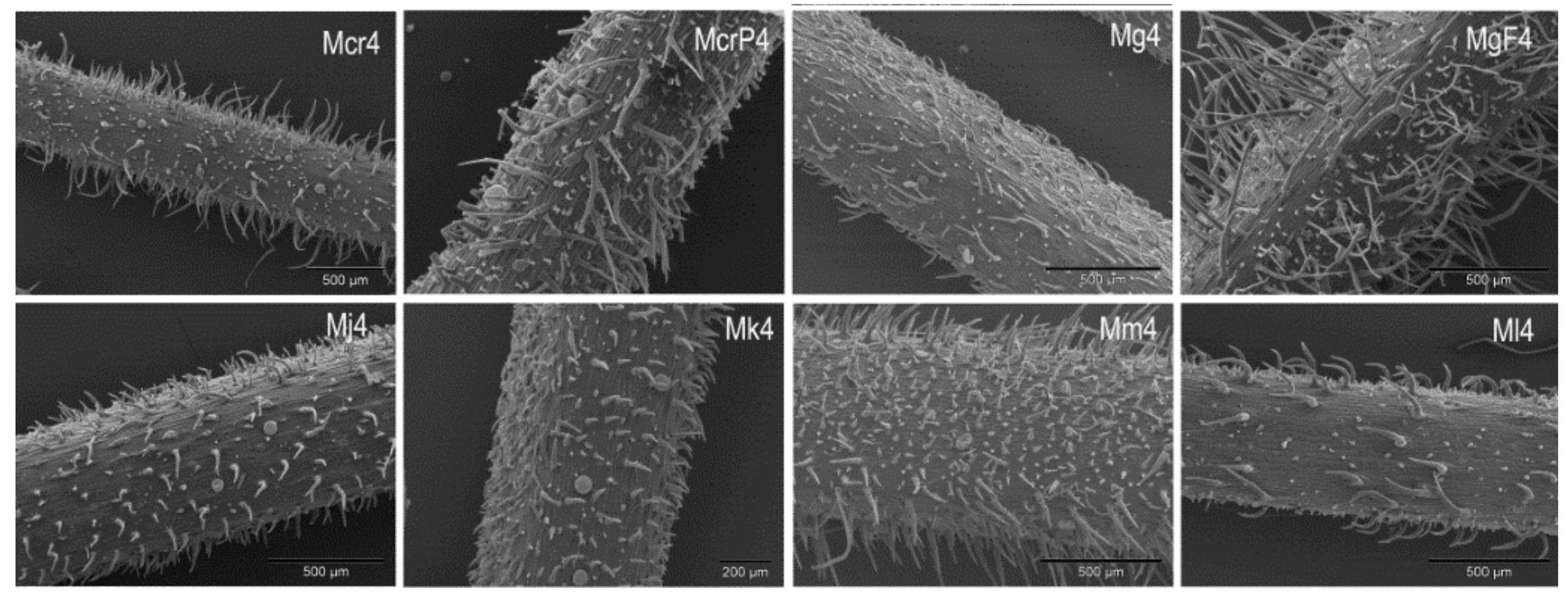 Plants 10 01666 g001b Plants 10 01666 g001b