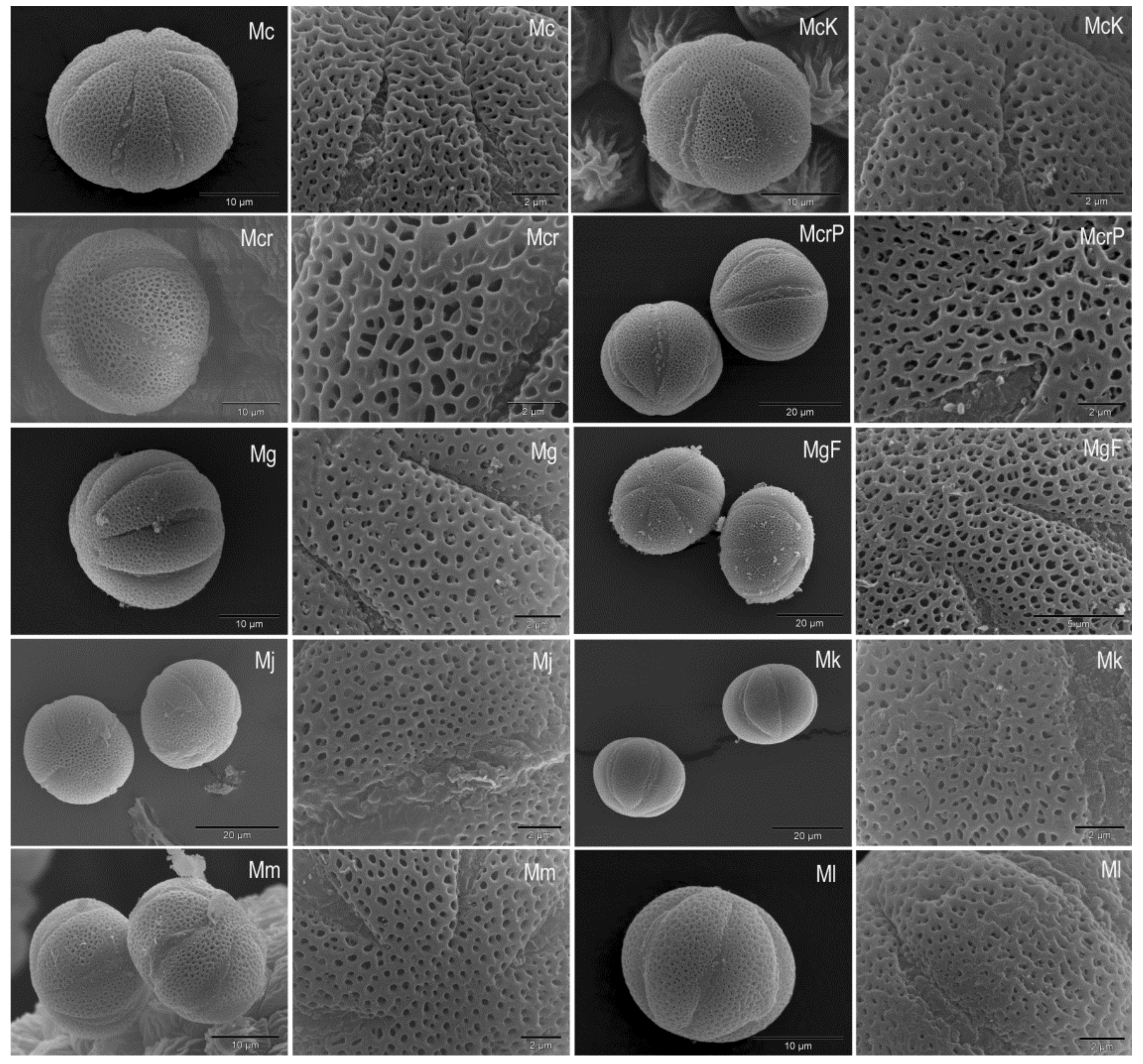 Plants 10 01666 g003 Plants 10 01666 g003