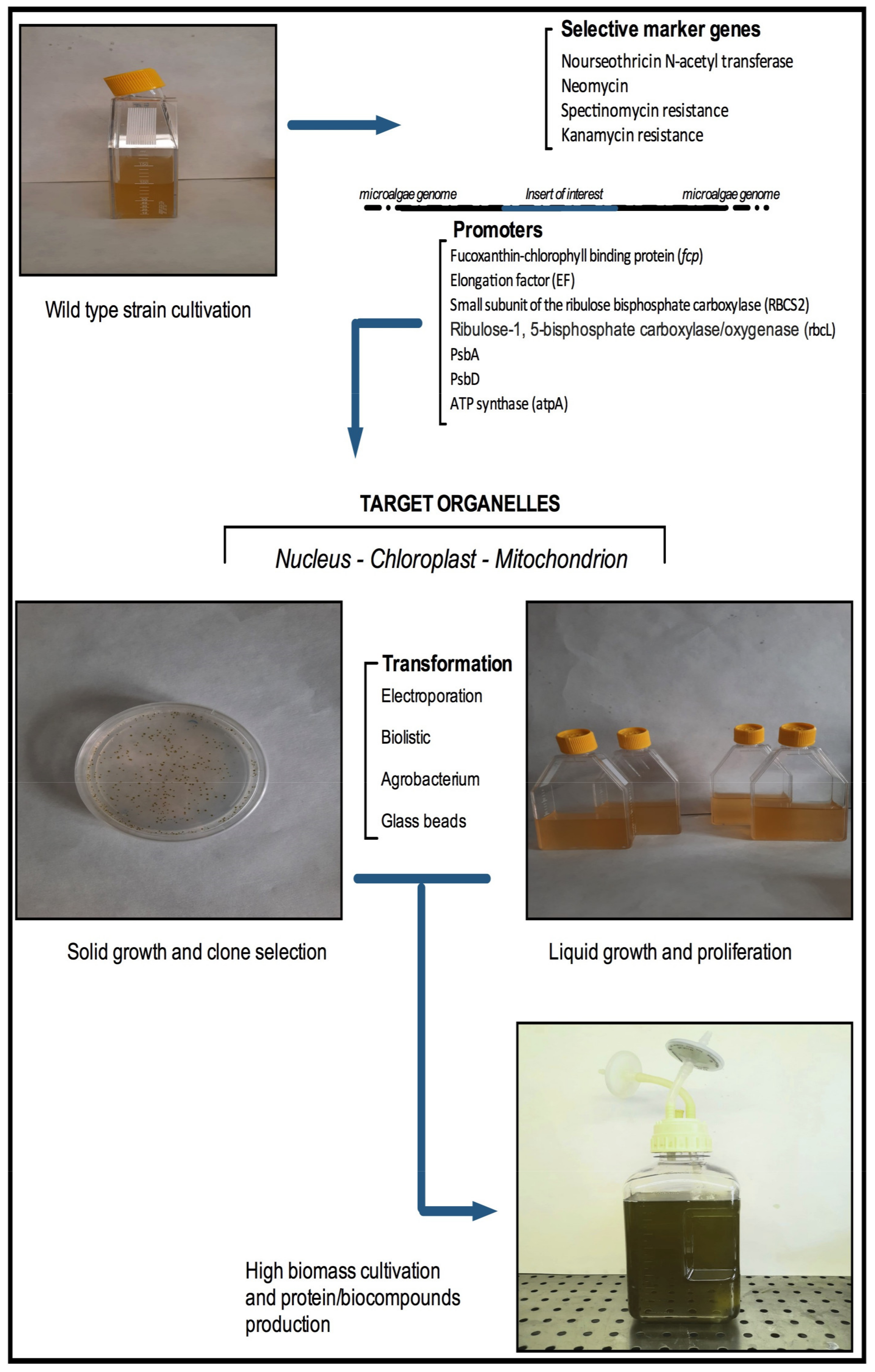 Plants 10 01686 g001