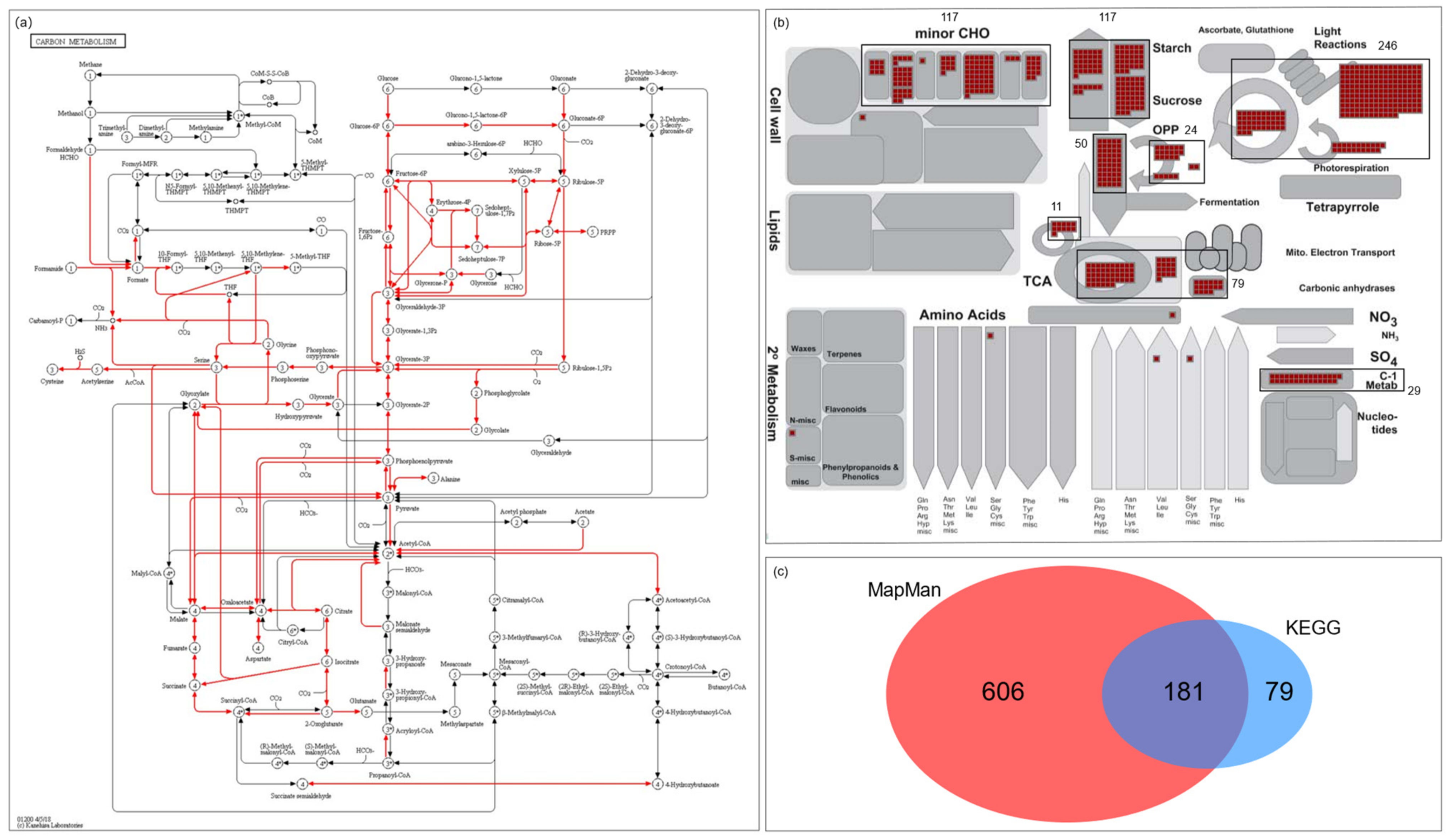 Plants 10 01690 g001