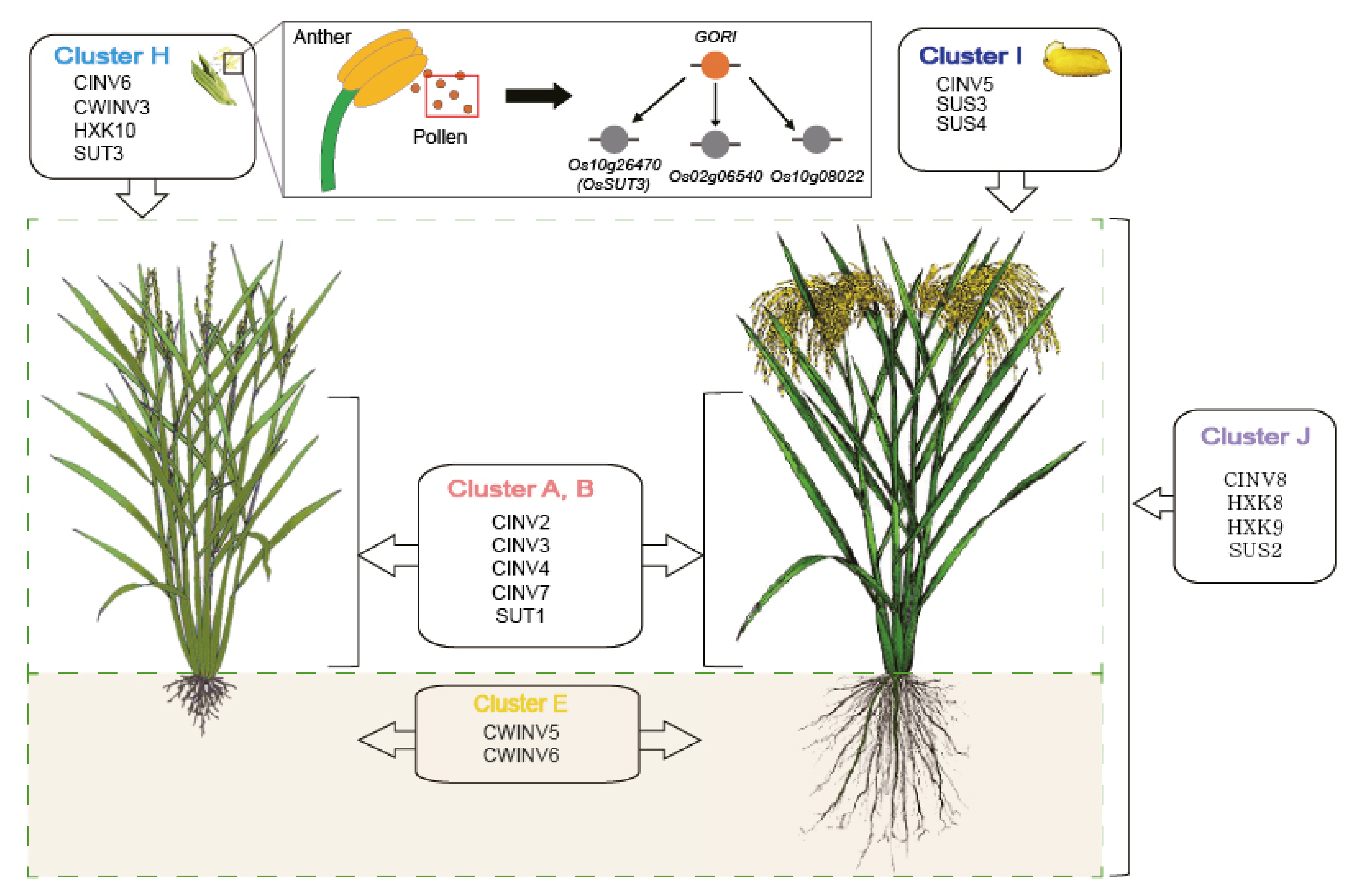 Plants 10 01690 g005