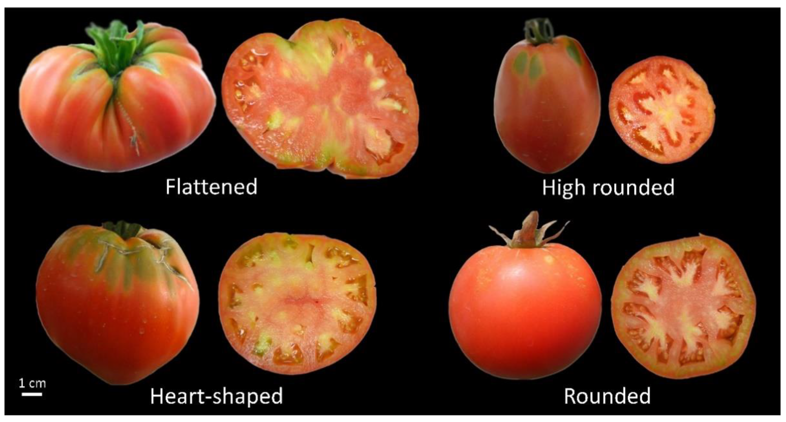 Plants 10 01698 g001