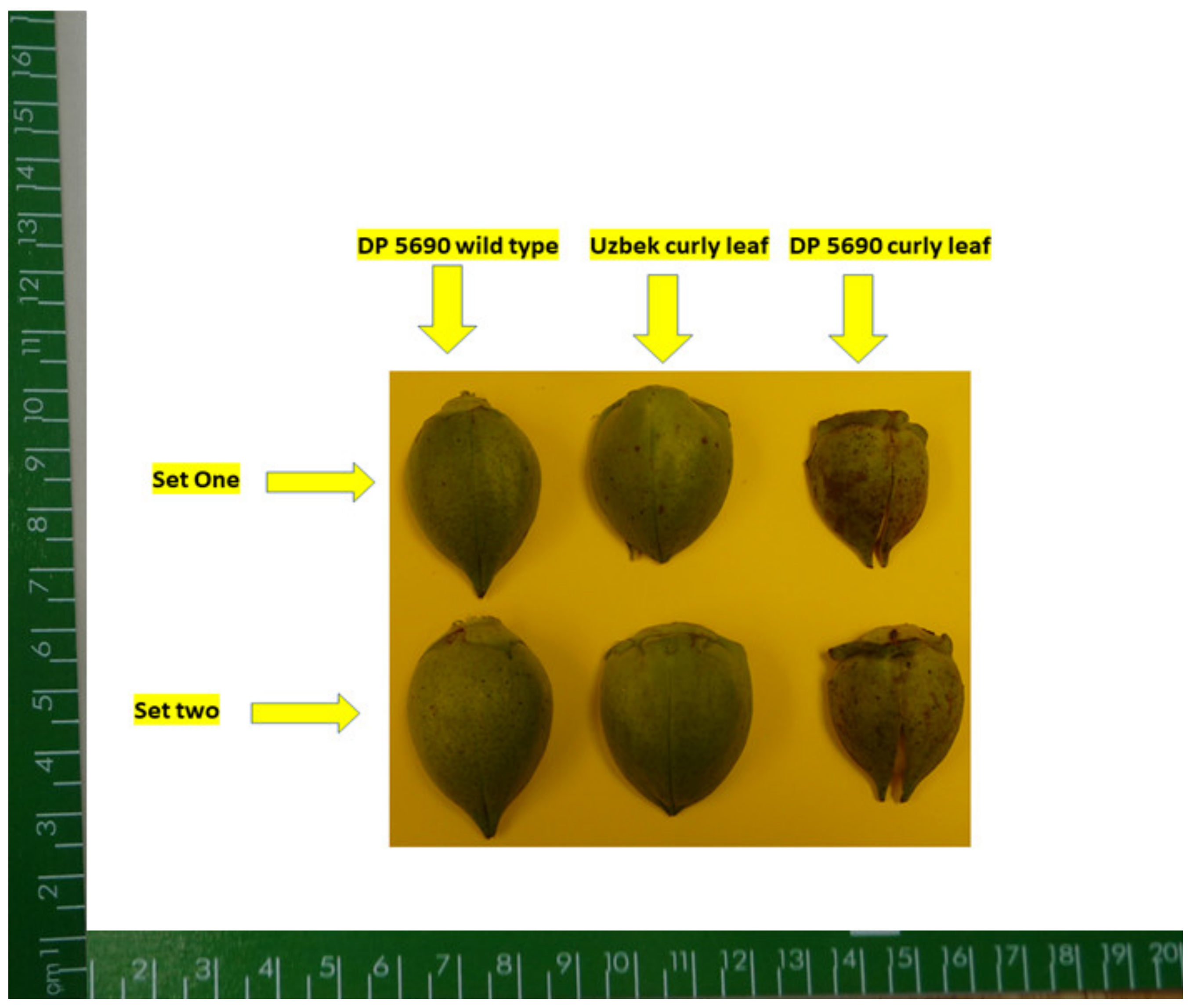 Plants 10 01701 g006 Plants 10 01701 g006