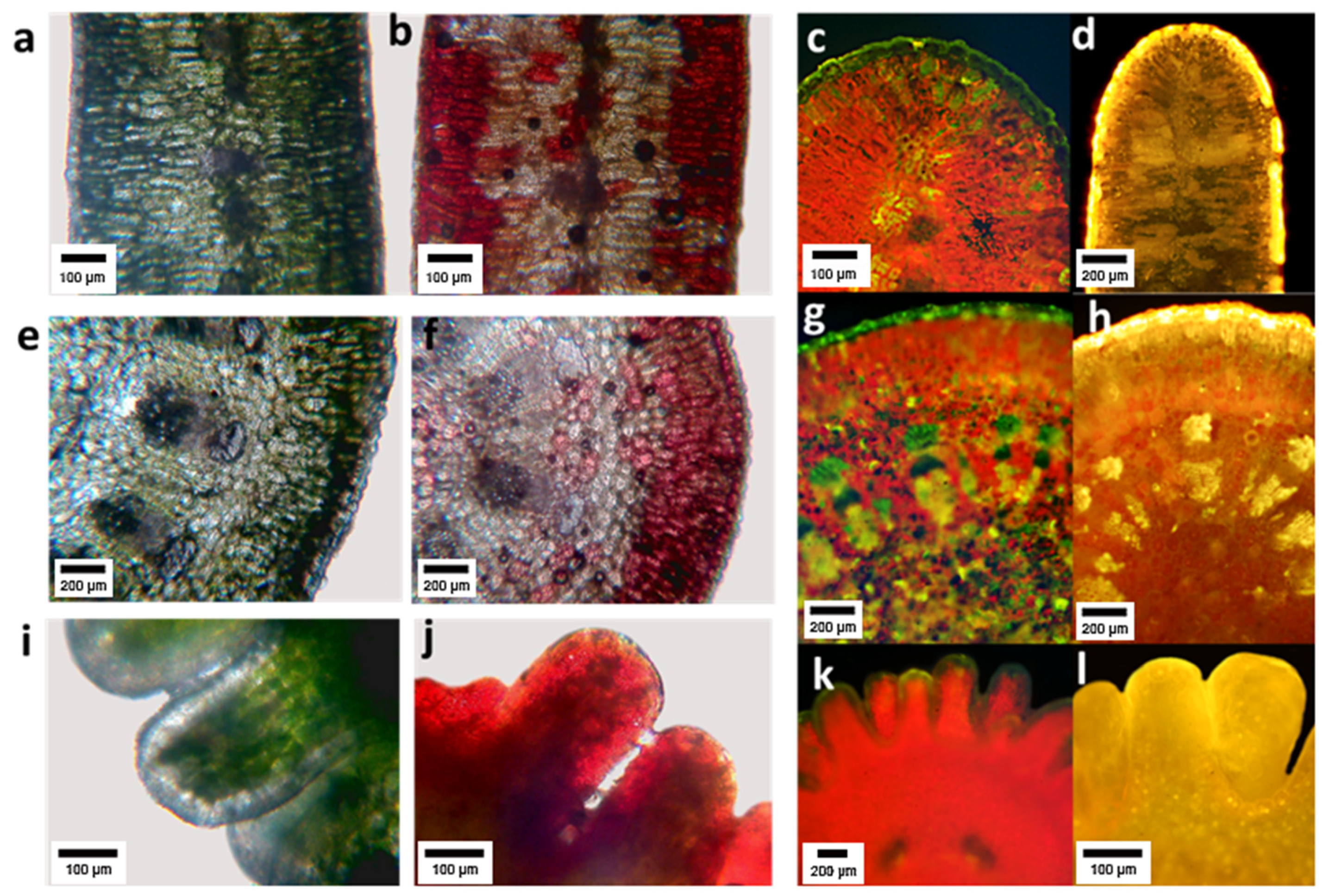 Plants 10 01713 g004