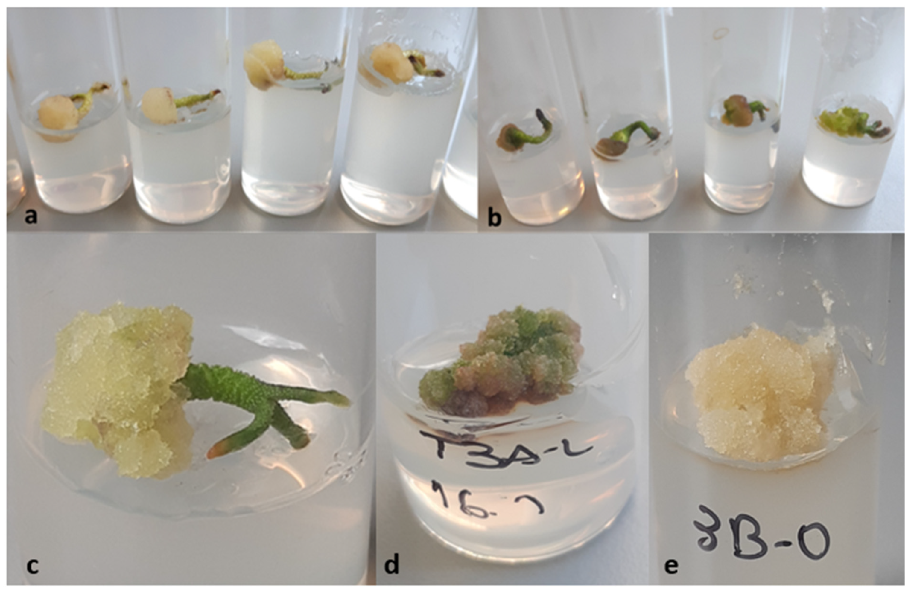 Plants 10 01713 g005