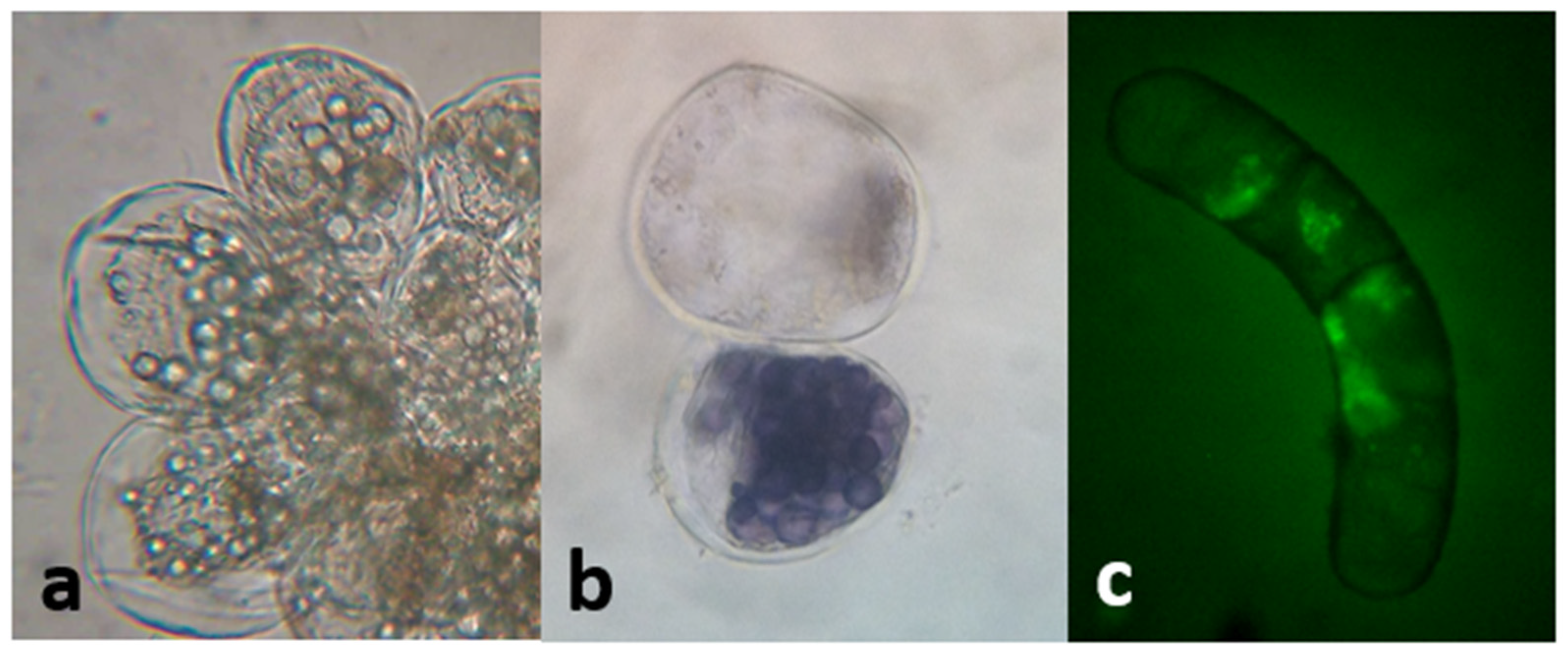 Plants 10 01713 g012