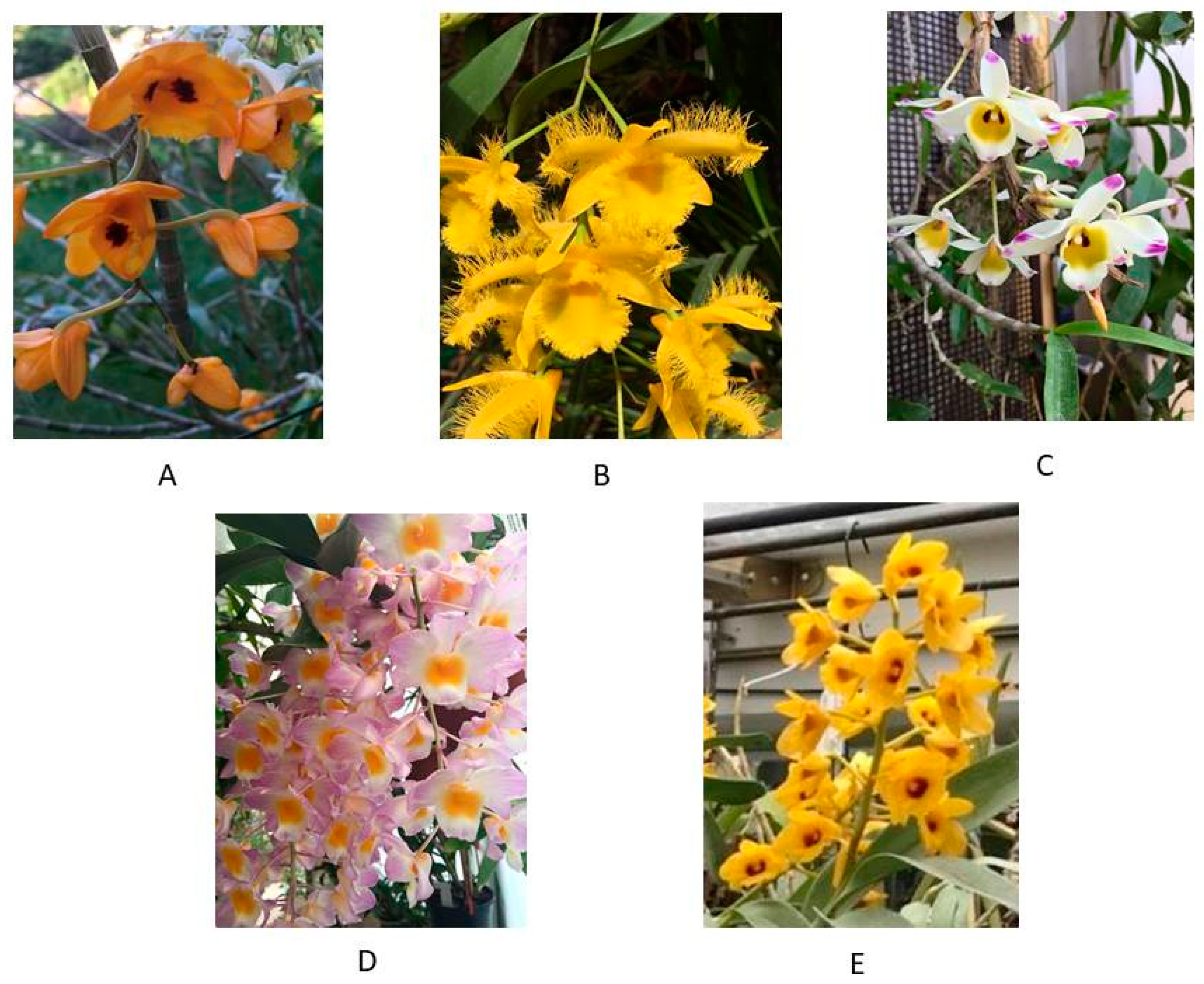 Plants 10 01718 g001 Plants 10 01718 g001