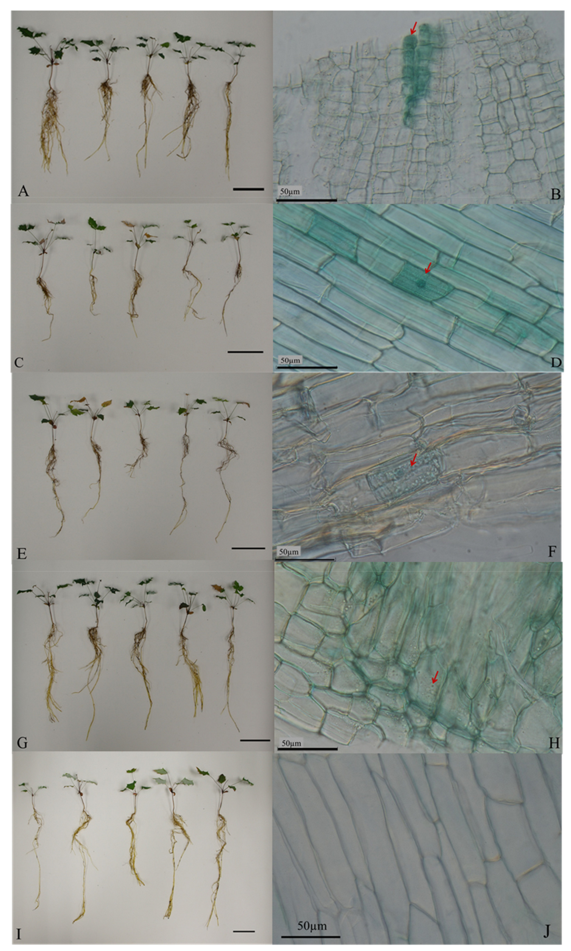 Plants 10 01723 g002