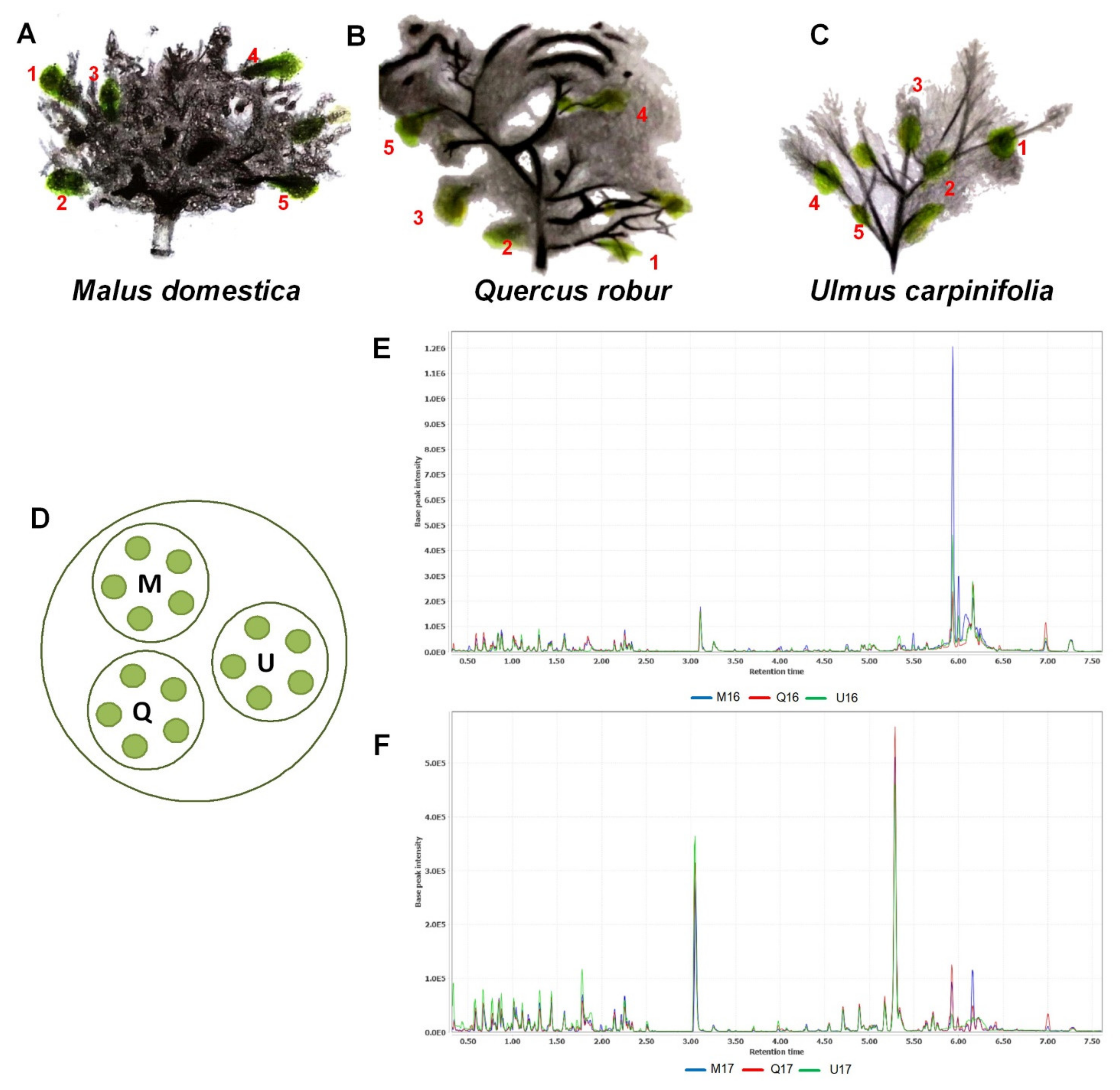 Plants 10 01726 g001