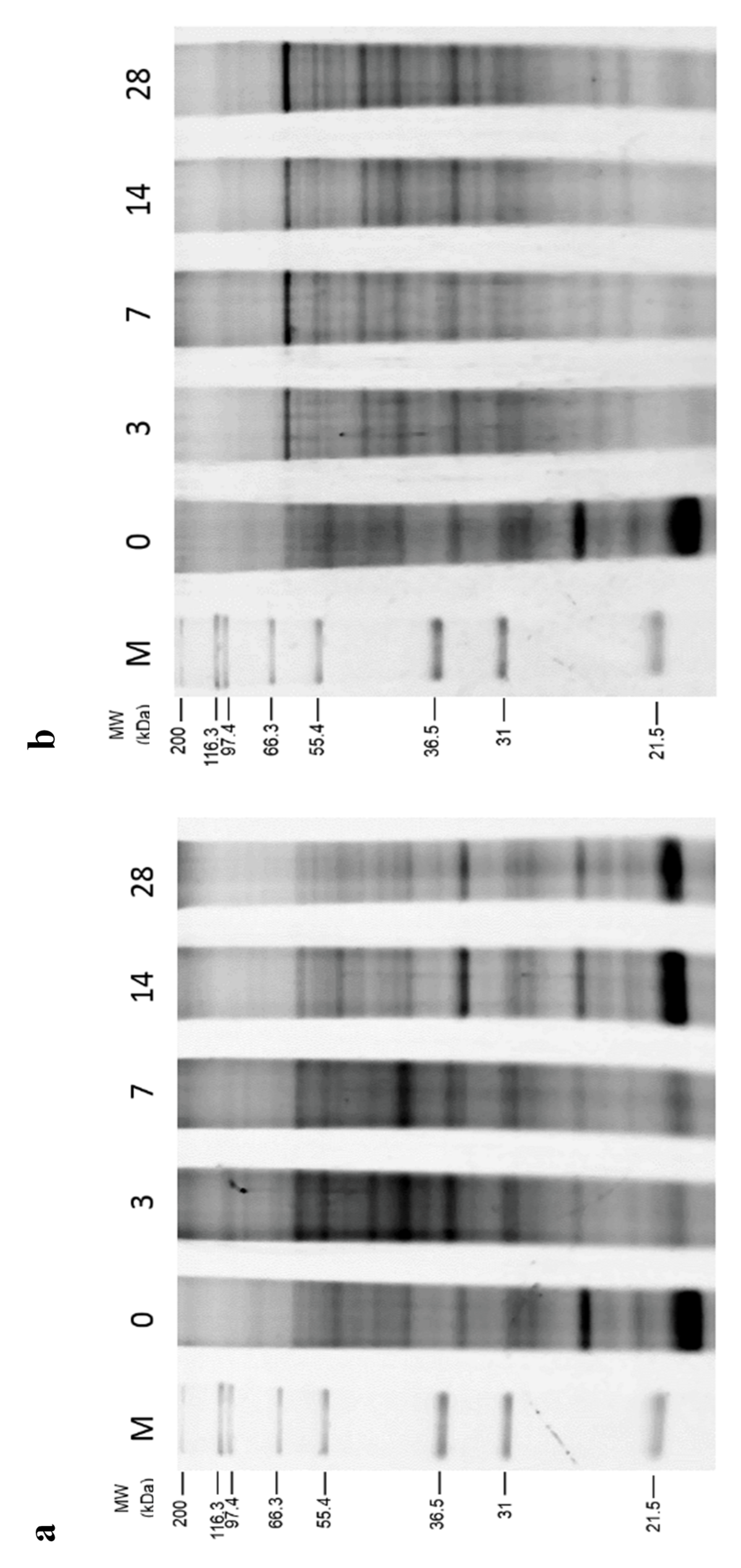 Plants 10 01731 g003