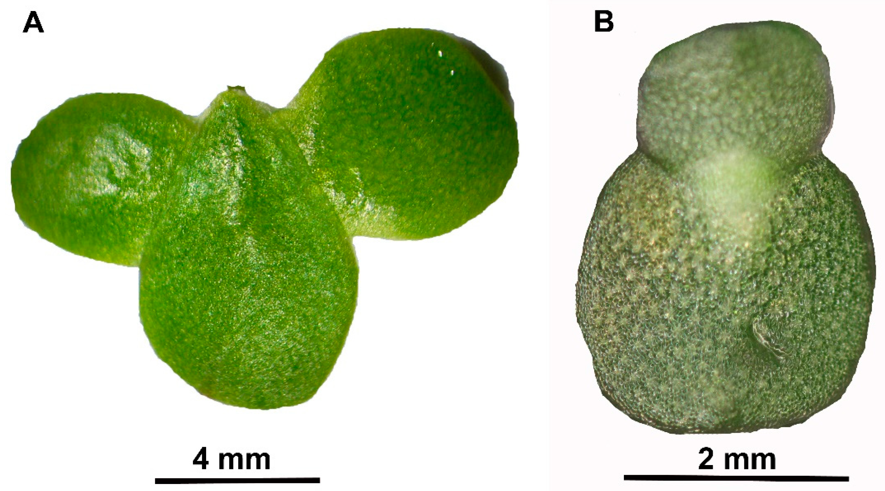 Plants 10 01741 g001