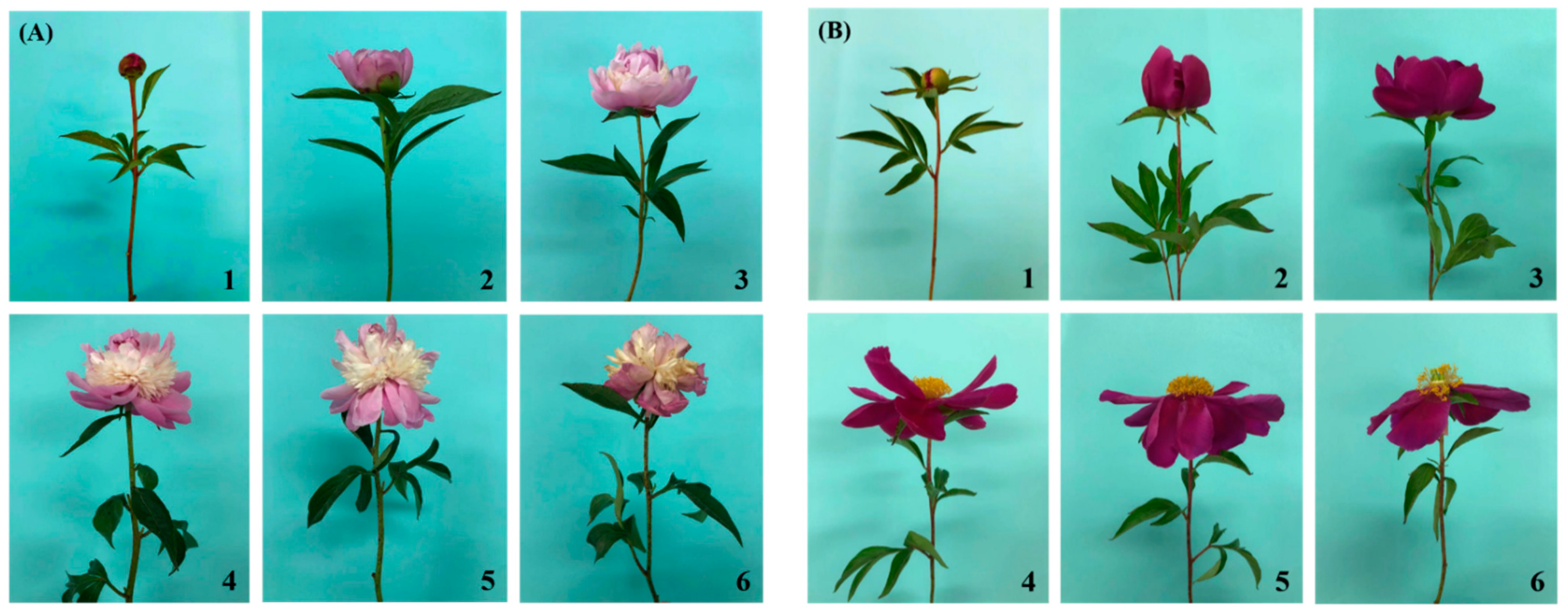 Plants 10 01742 g001