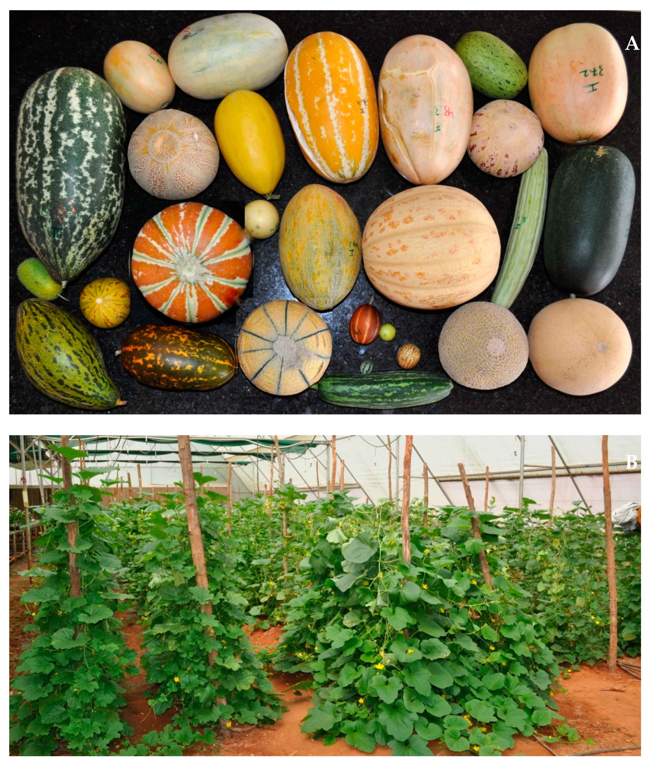 Plants 10 01755 g001