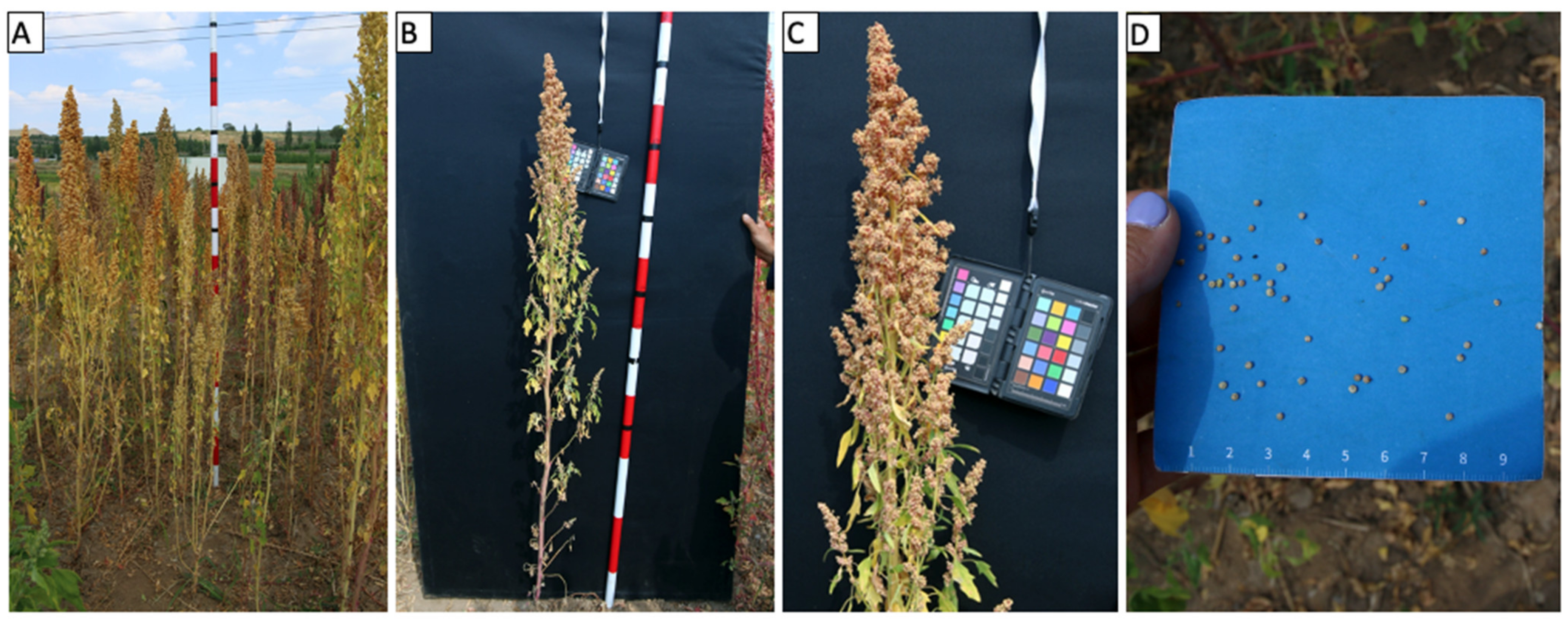 Plants 10 01759 g003