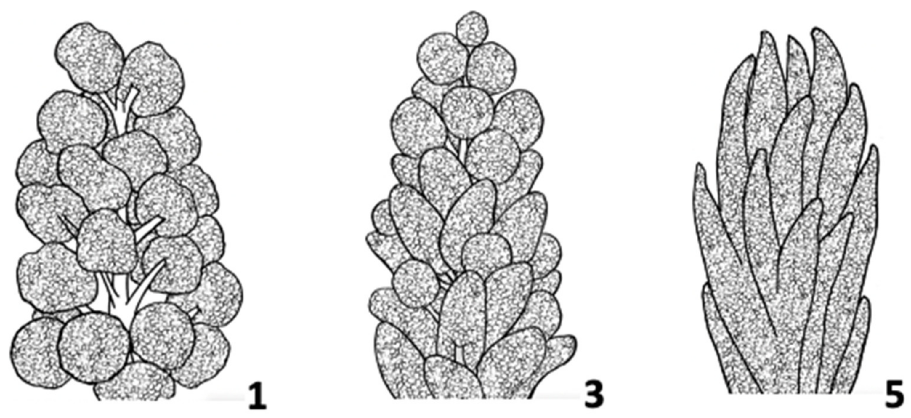 Plants 10 01759 g005