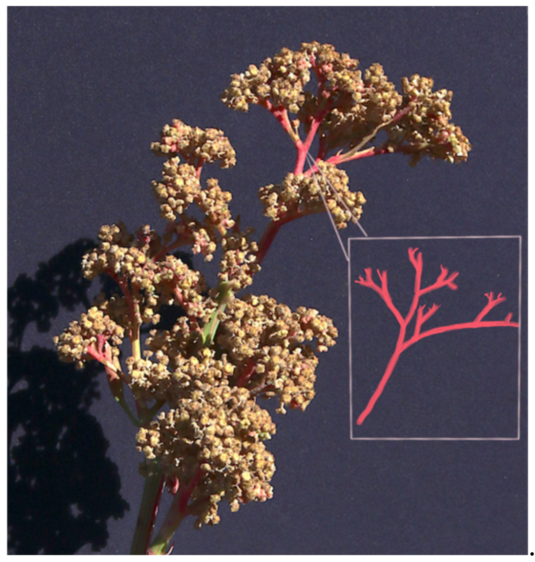 Plants 10 01759 g006