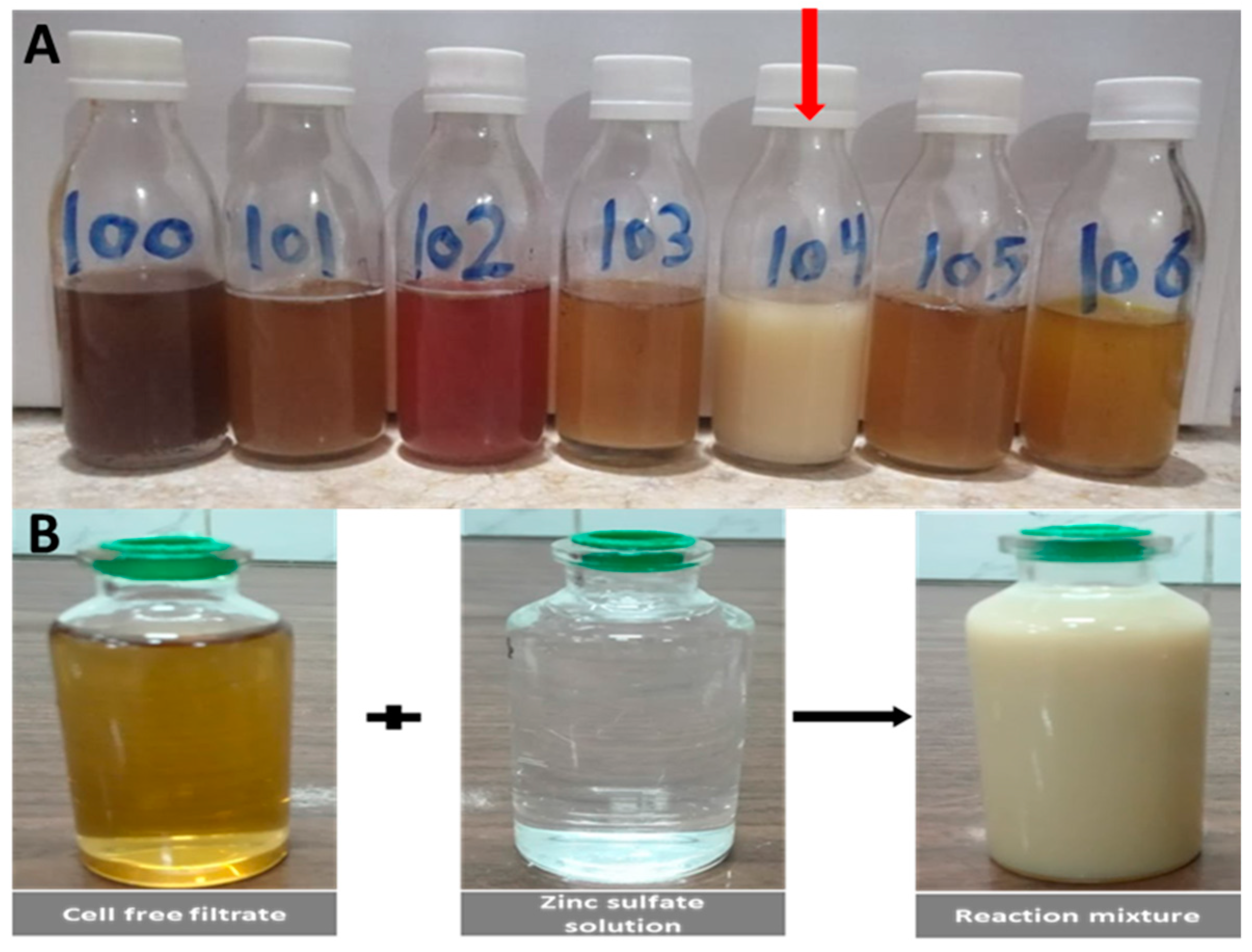 Plants 10 01760 g001